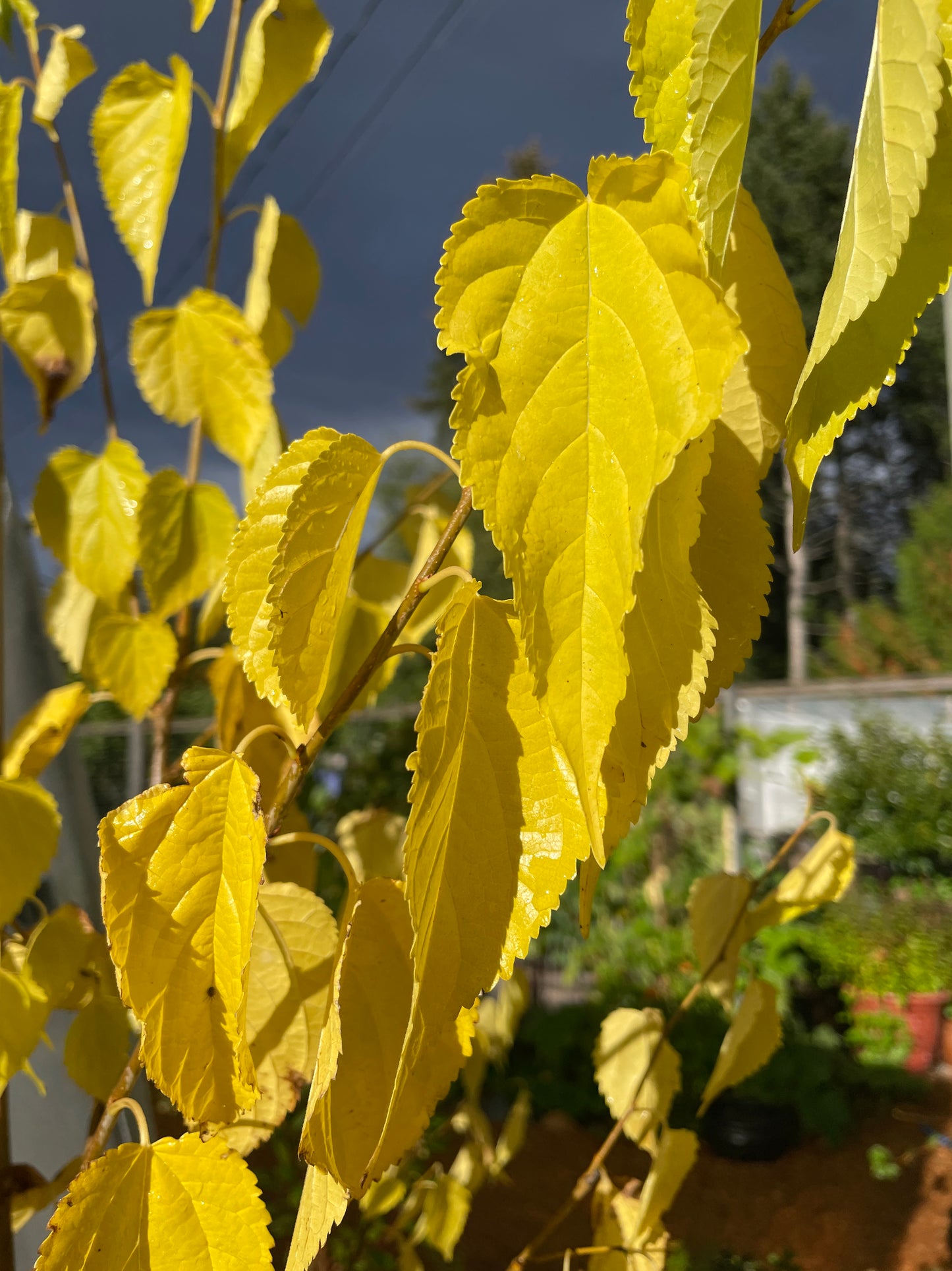 'Dwarf Everbearing' Mulberry Trees