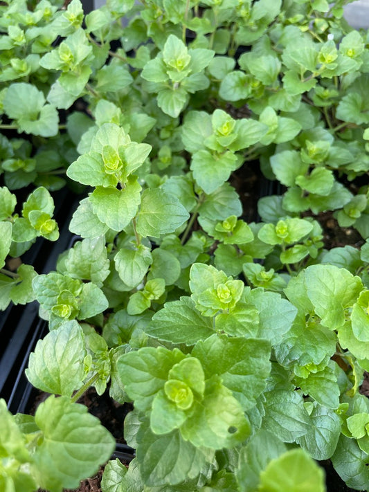 Indian Mint