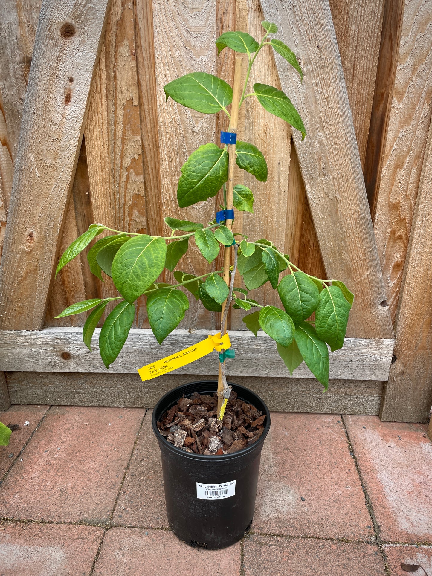 'Early Golden' American Persimmon