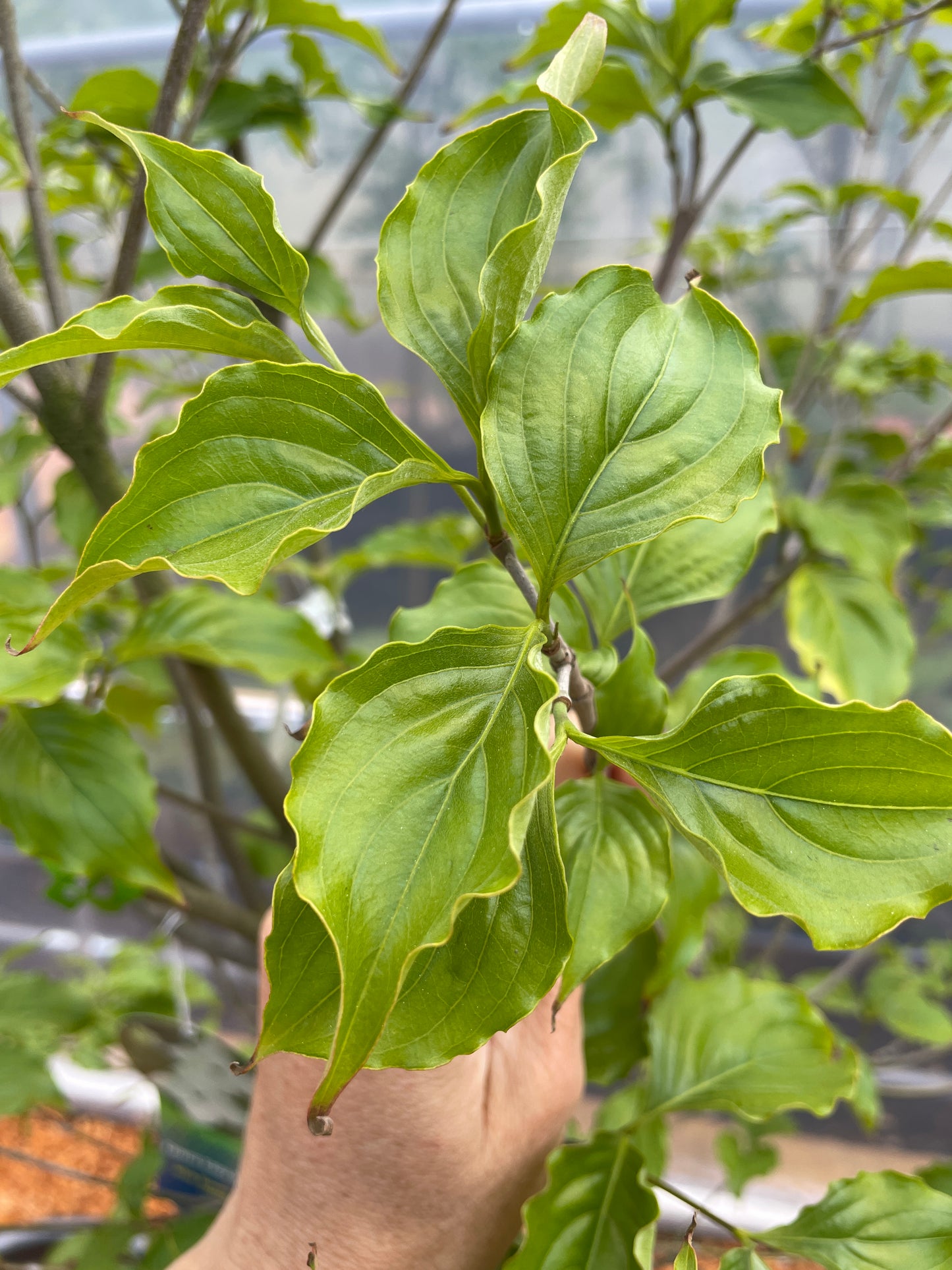 Kousa Dogwood Trees