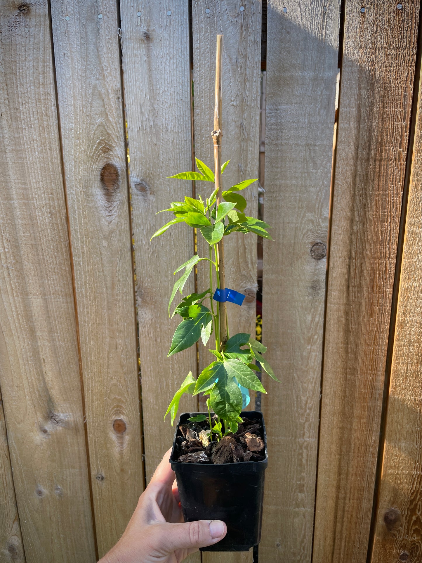 Cold-Hardy Passionfruit Seedling (Maypop)