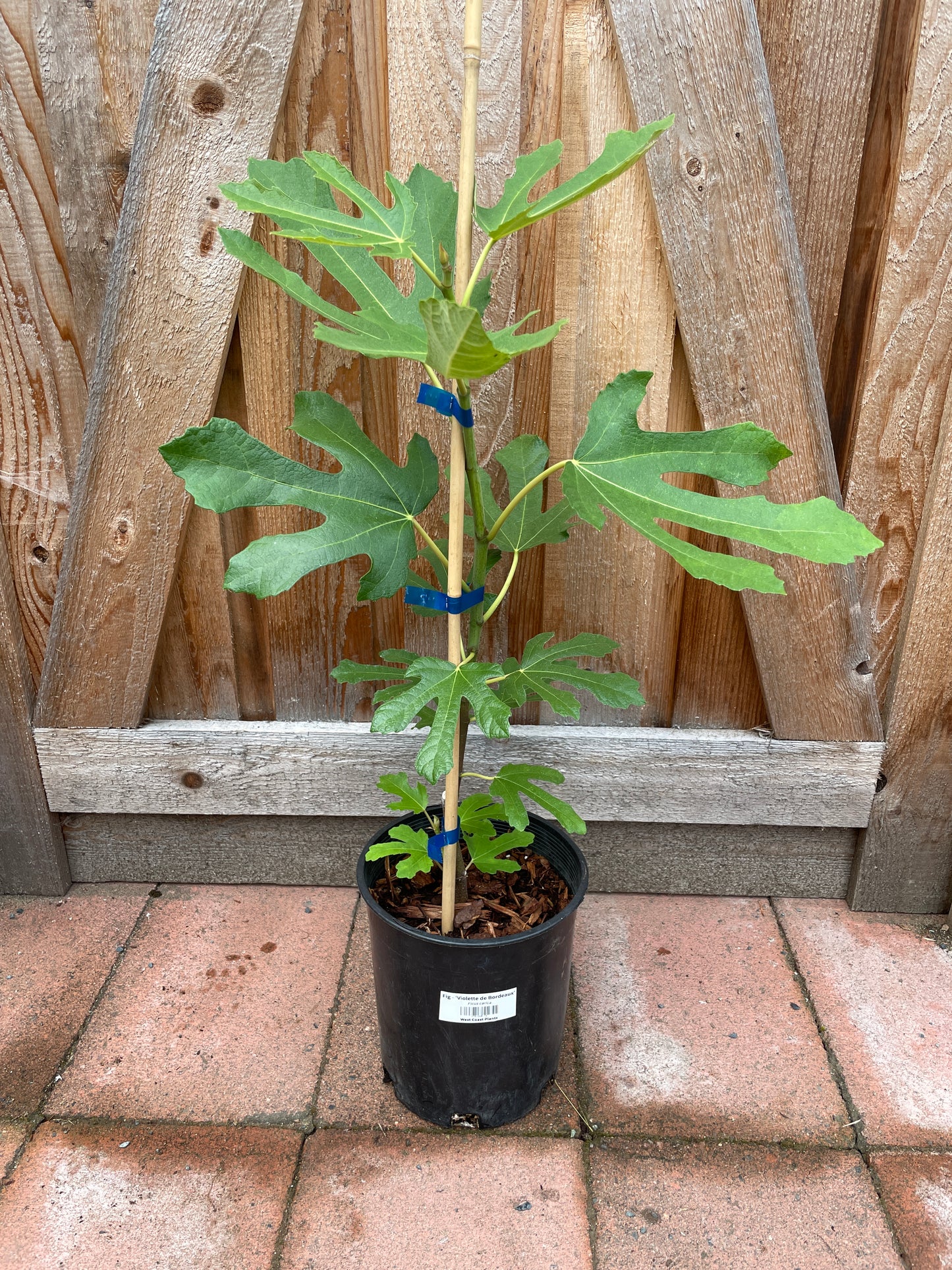 'Violette de Bordeaux' Fig