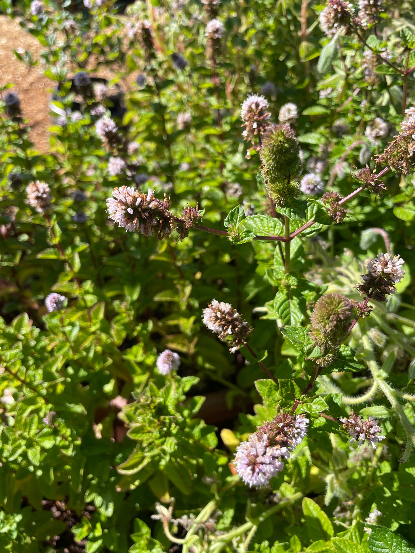 Blackcurrant Mint