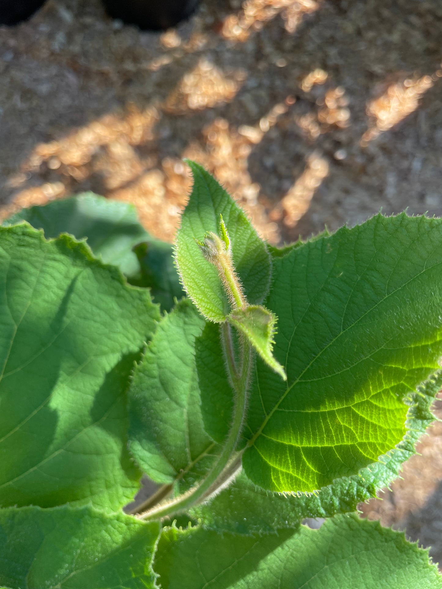 'Jenny' Fuzzy Kiwi Vines