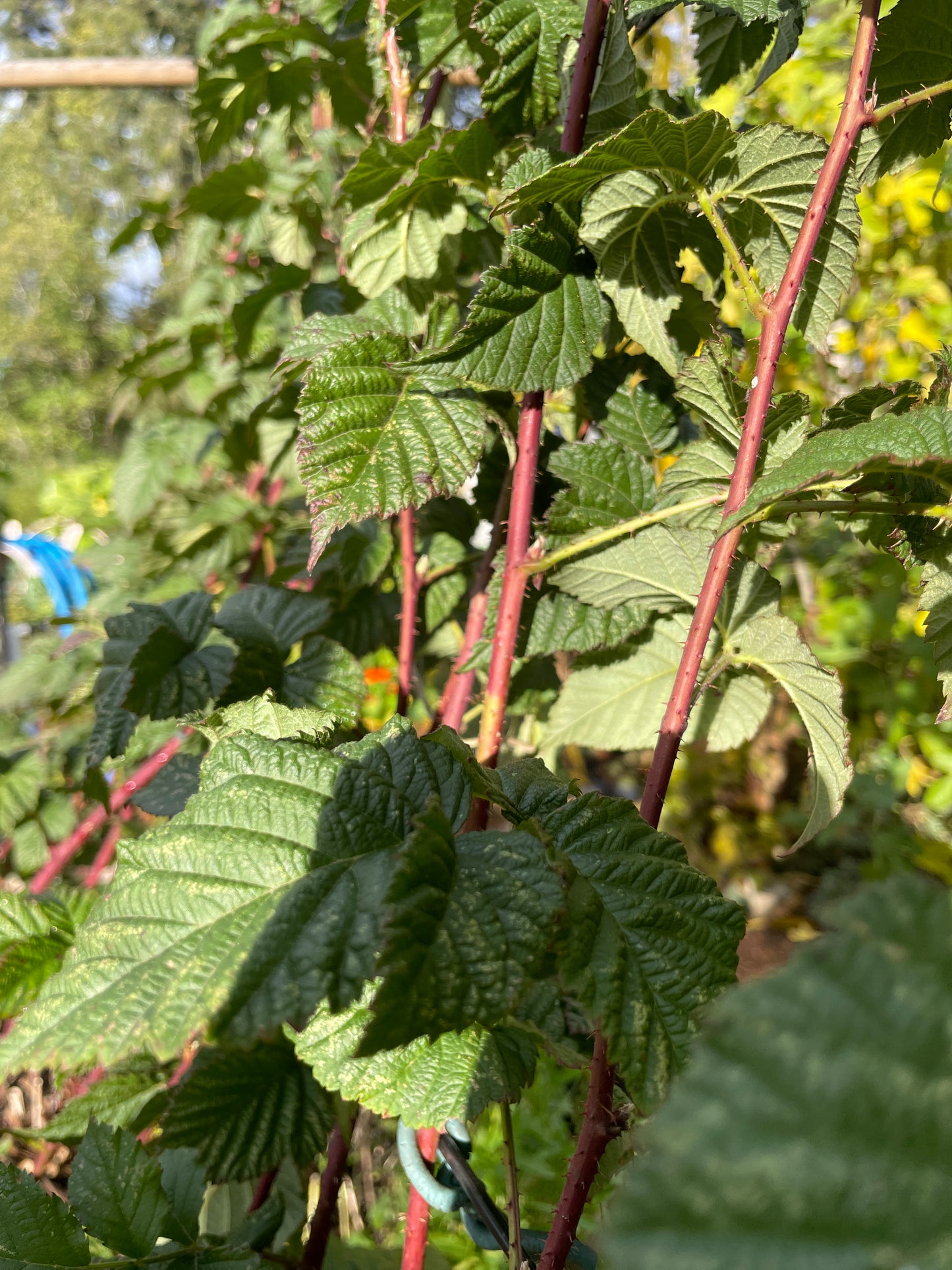 Tayberry Plants