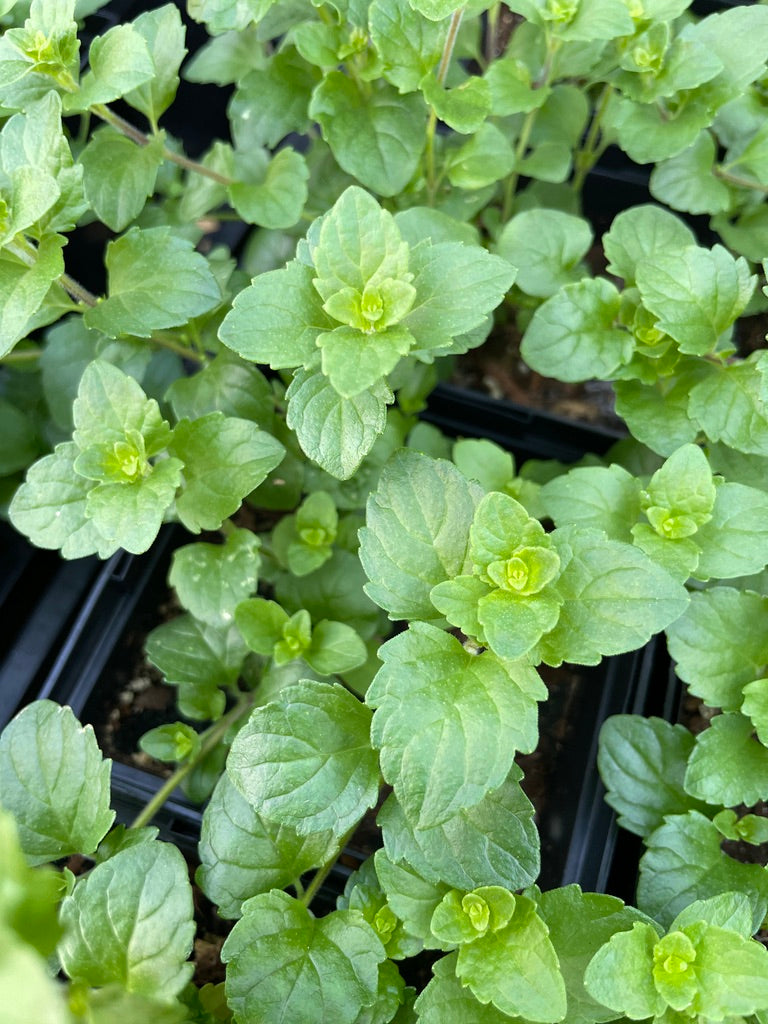 Indian Mint