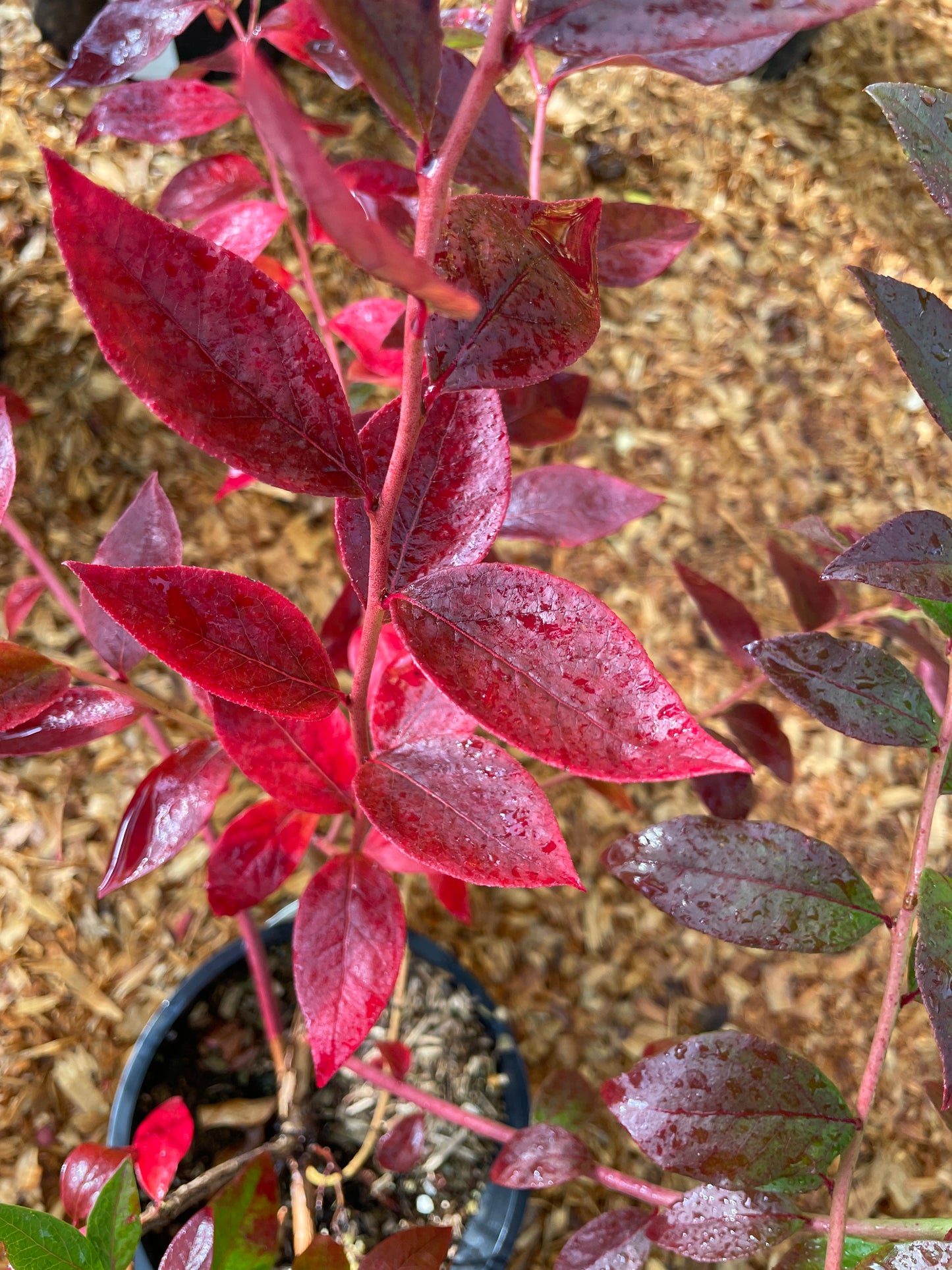 'Duke' Blueberry Plants