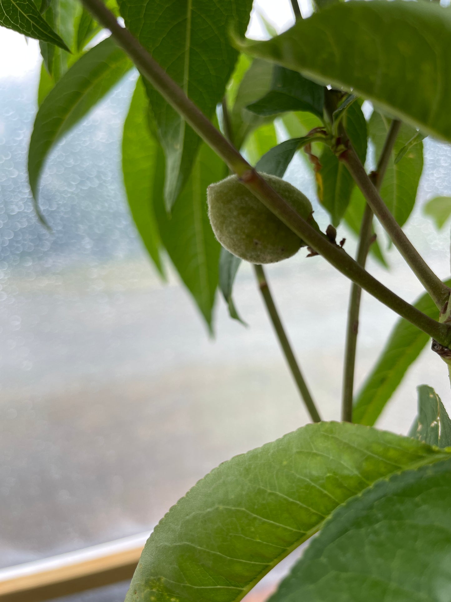 'White Lady' Peach Trees