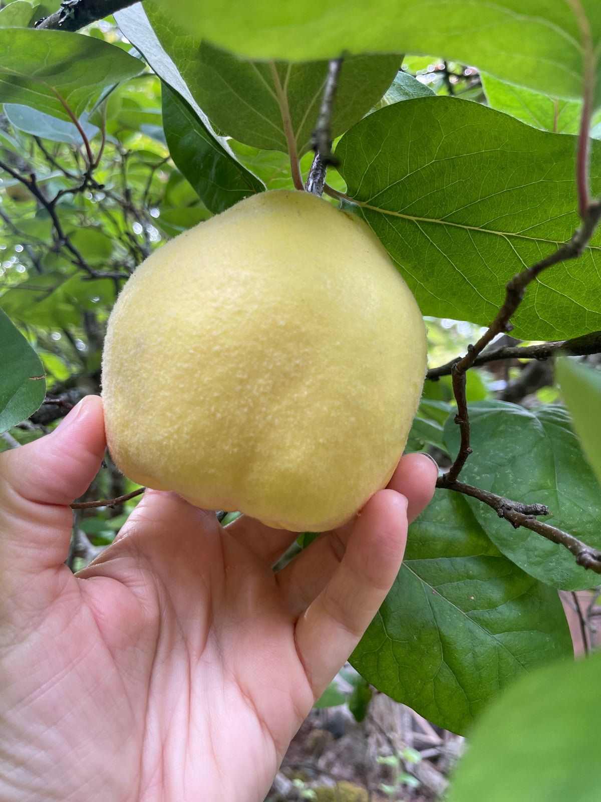 Fruiting Quince