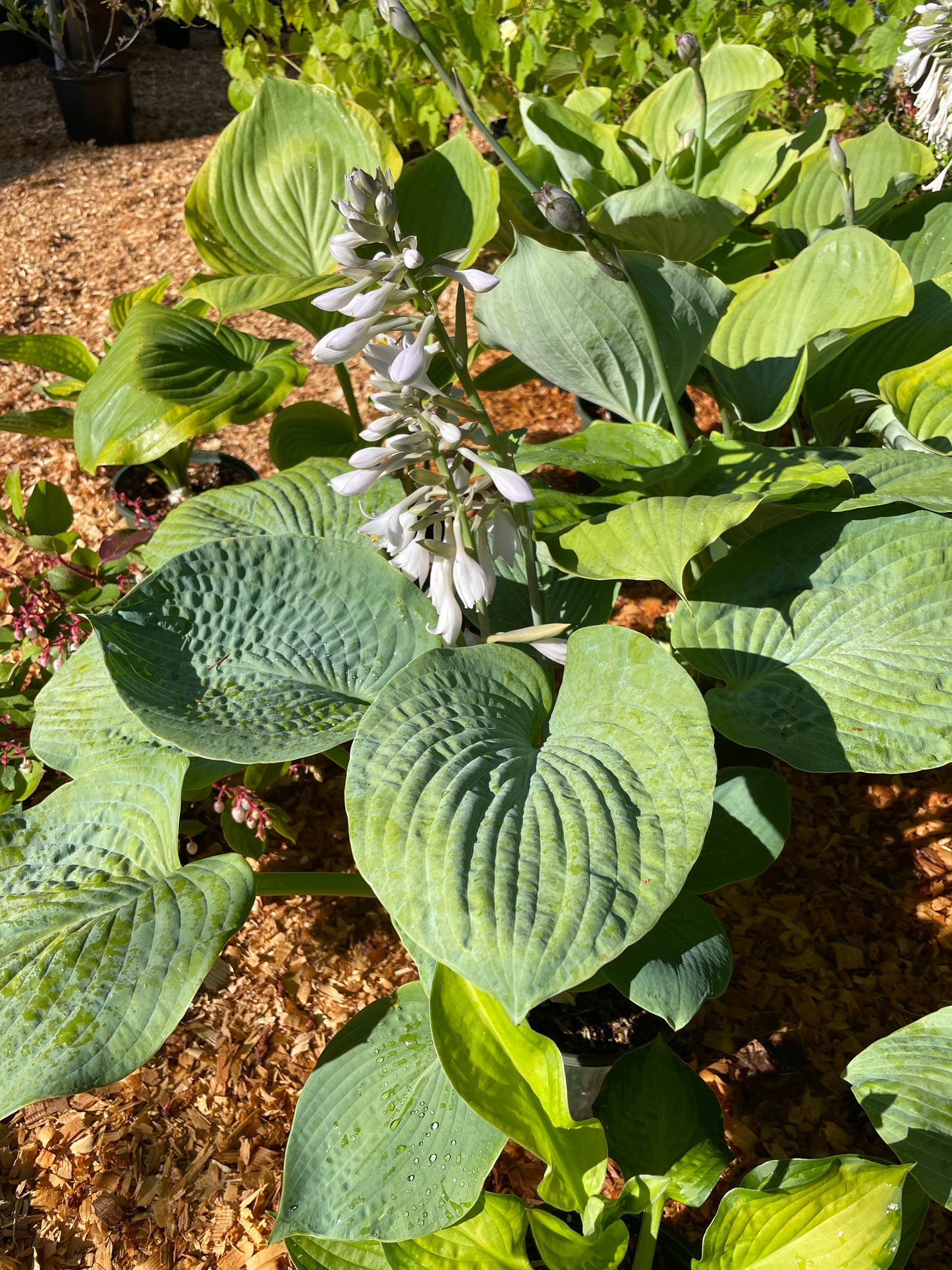 Hosta Plants