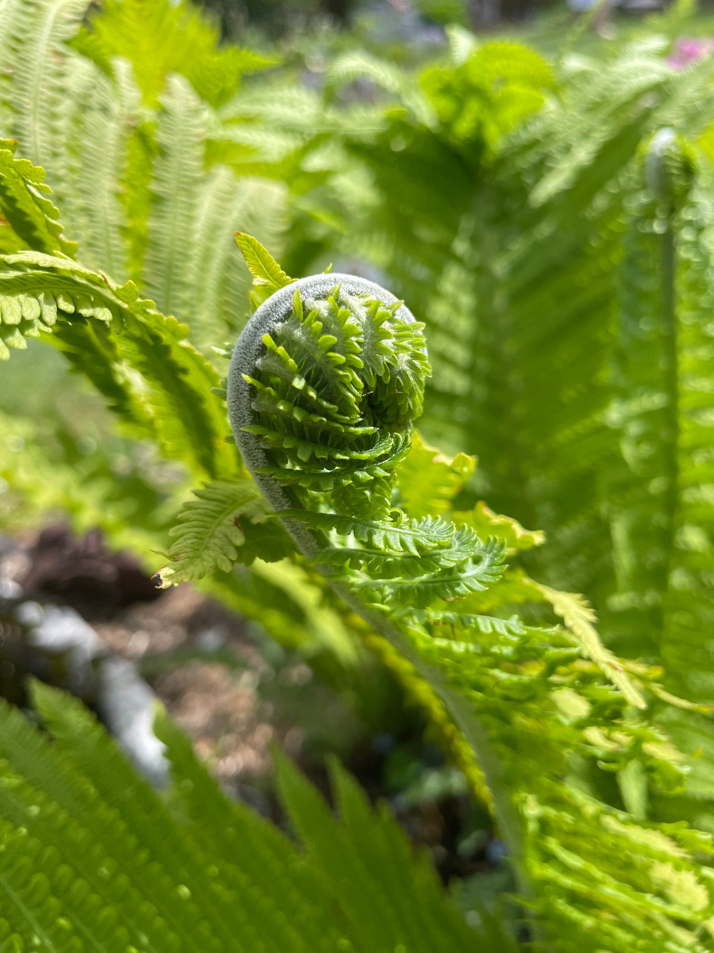 Ostrich Ferns