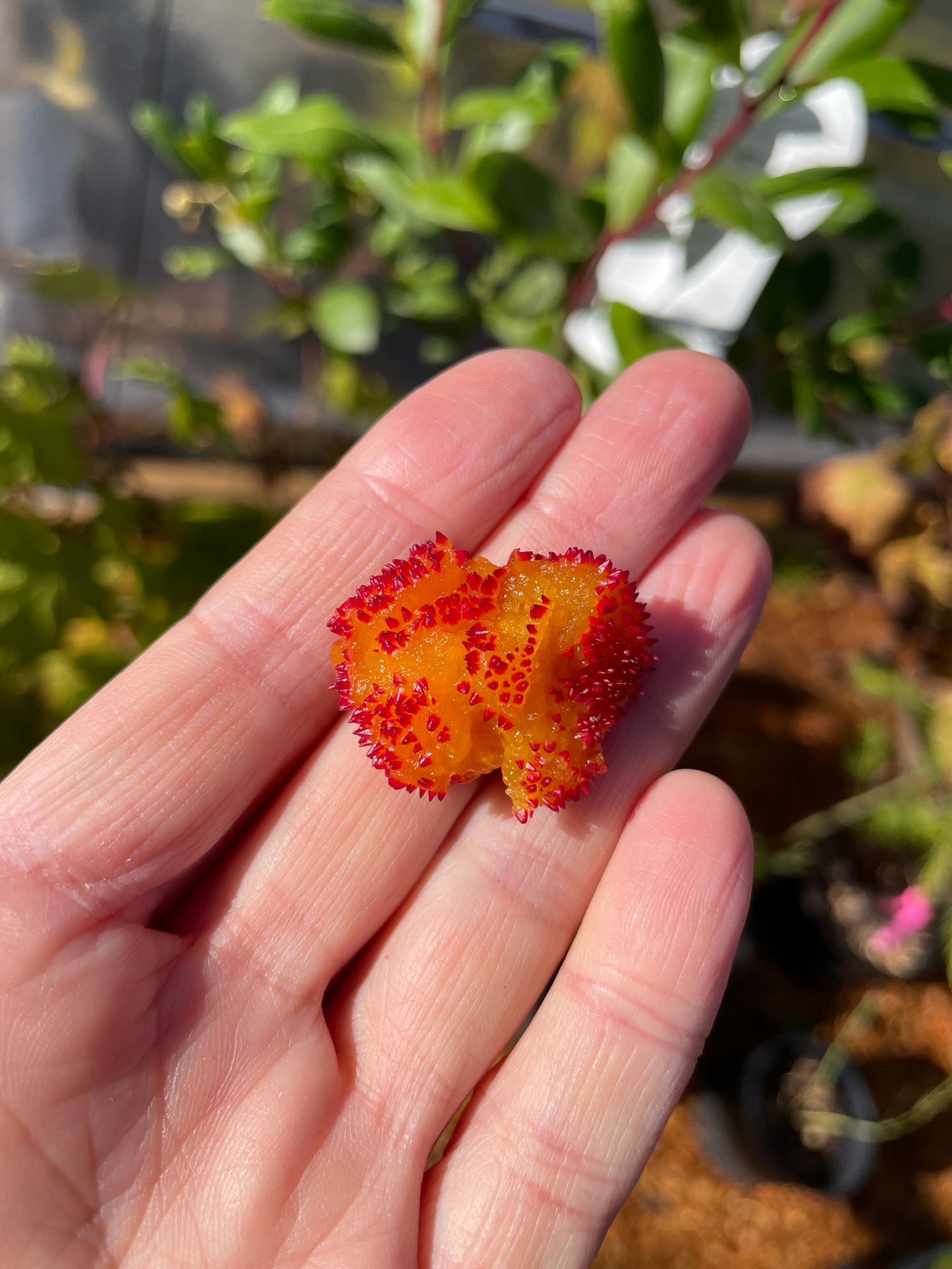 Strawberry Trees