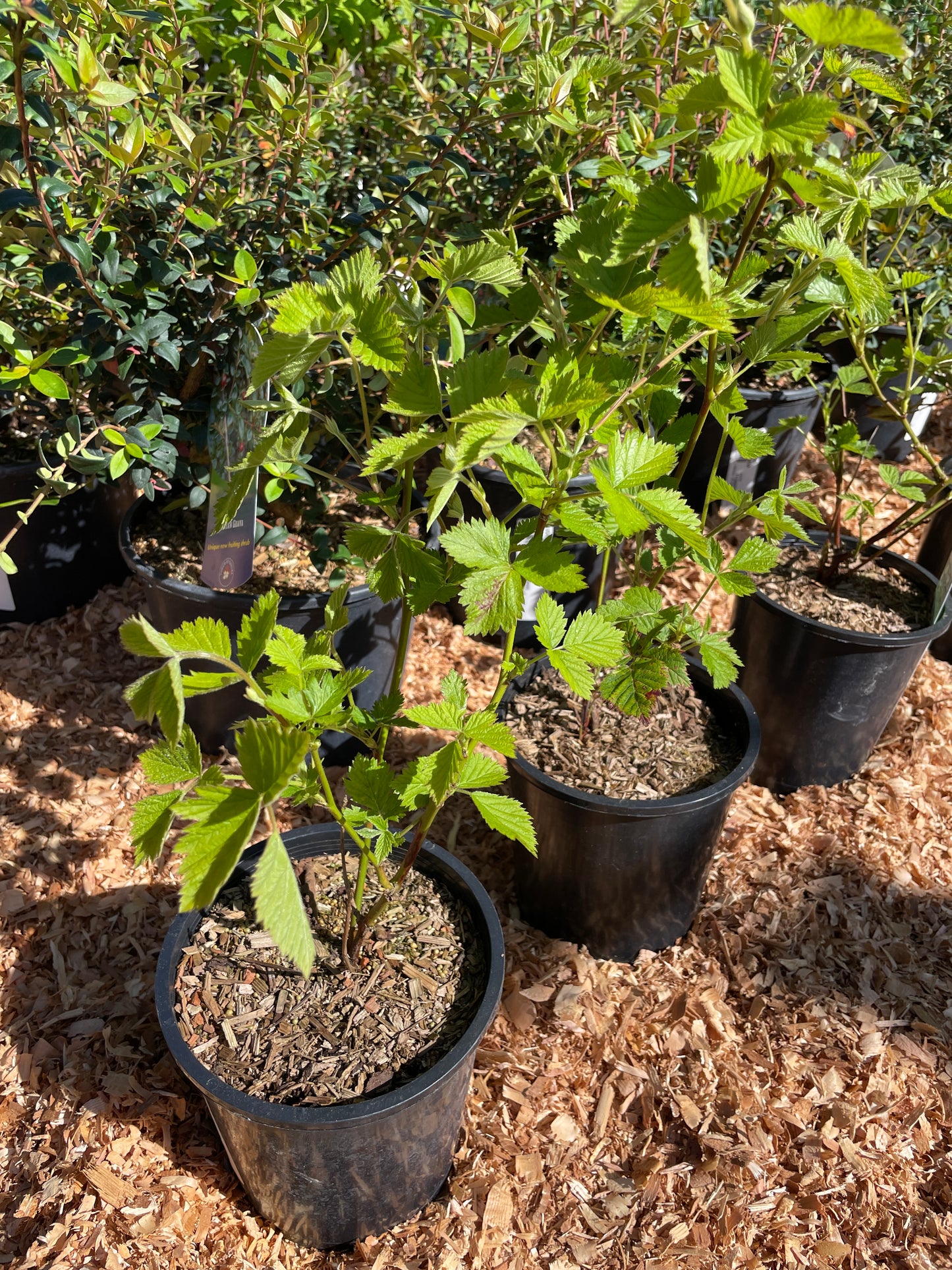 Boysenberry Plants