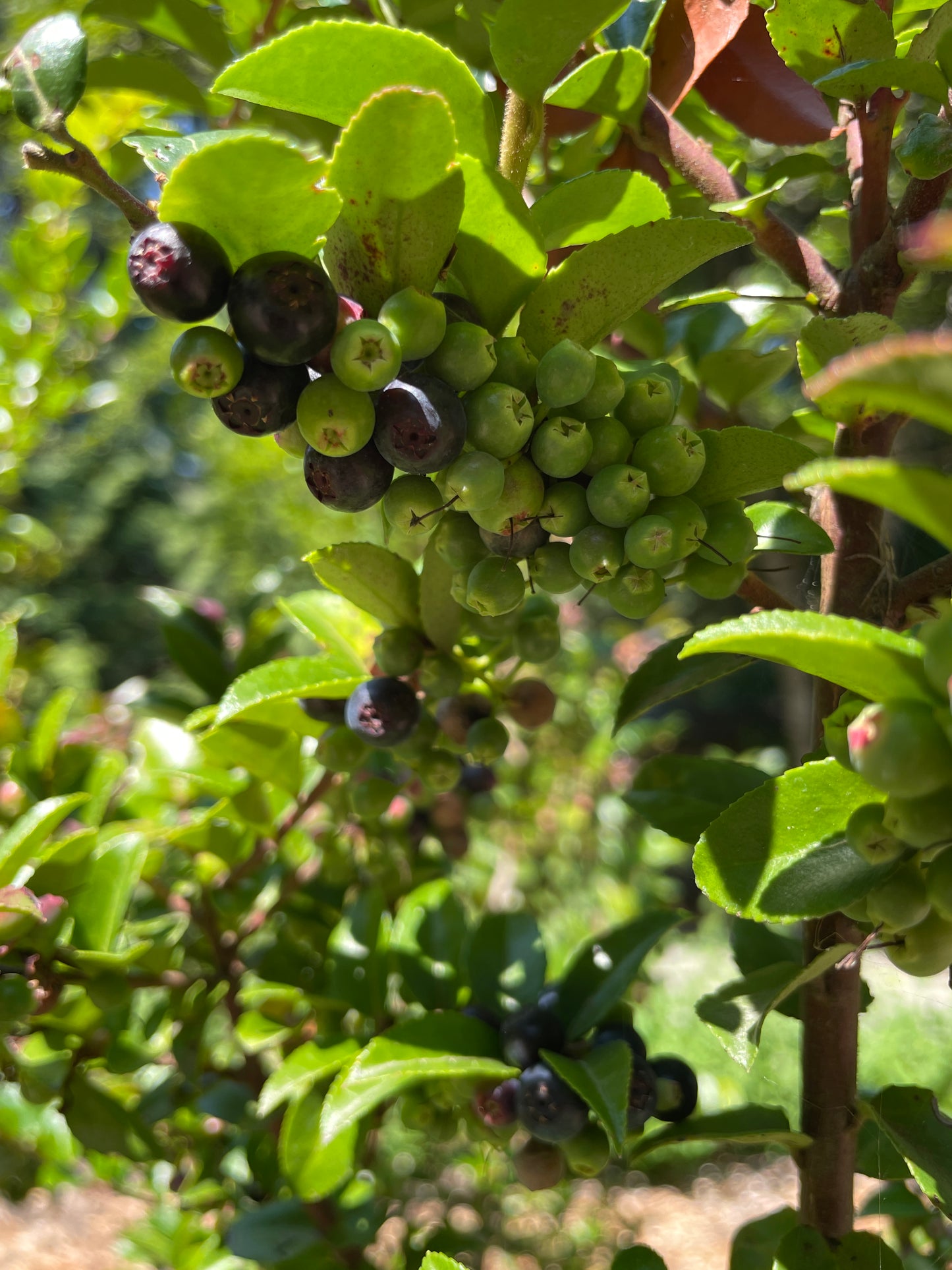 Evergreen Huckleberry Plants