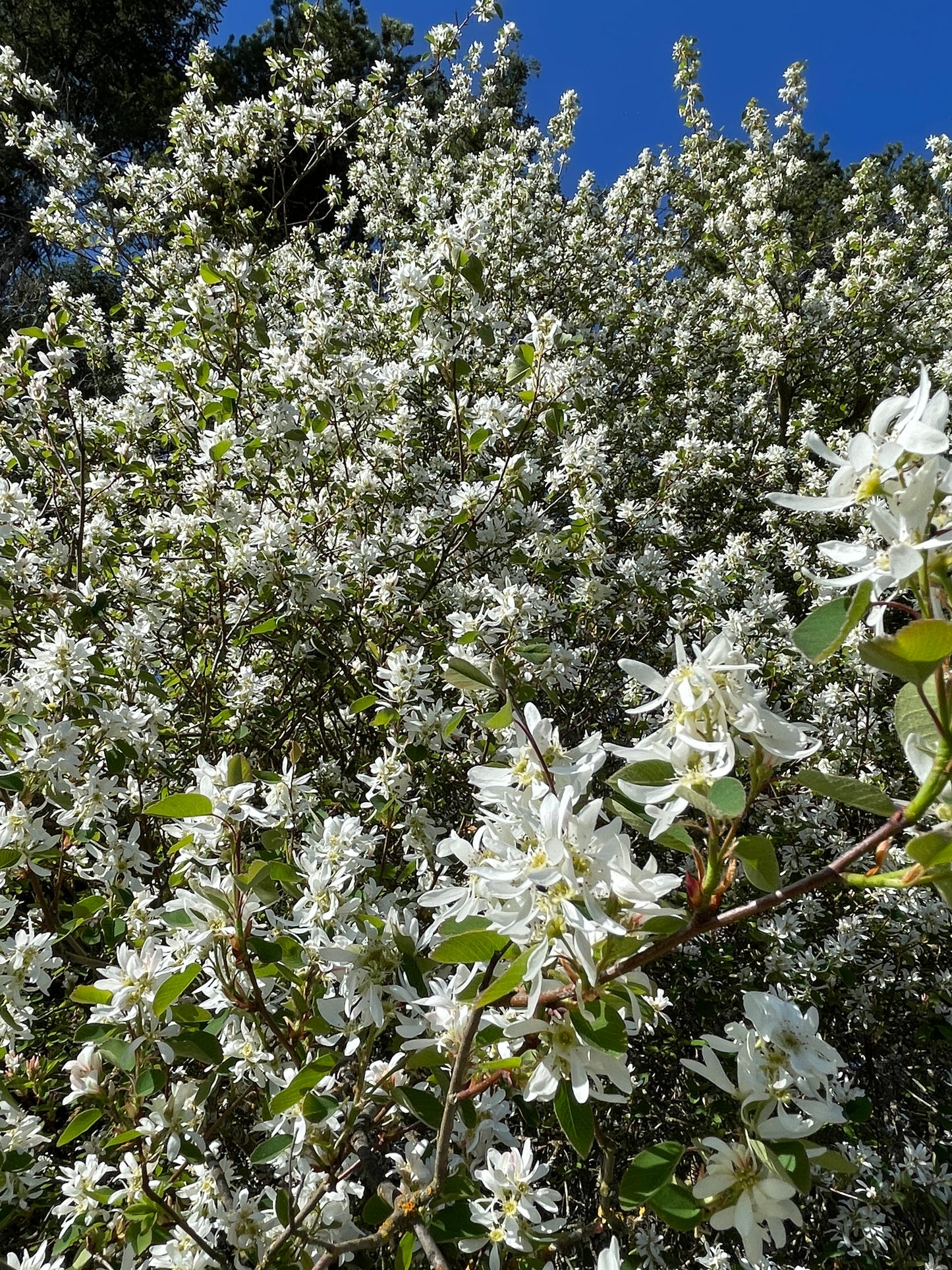 Saskatoon Serviceberry