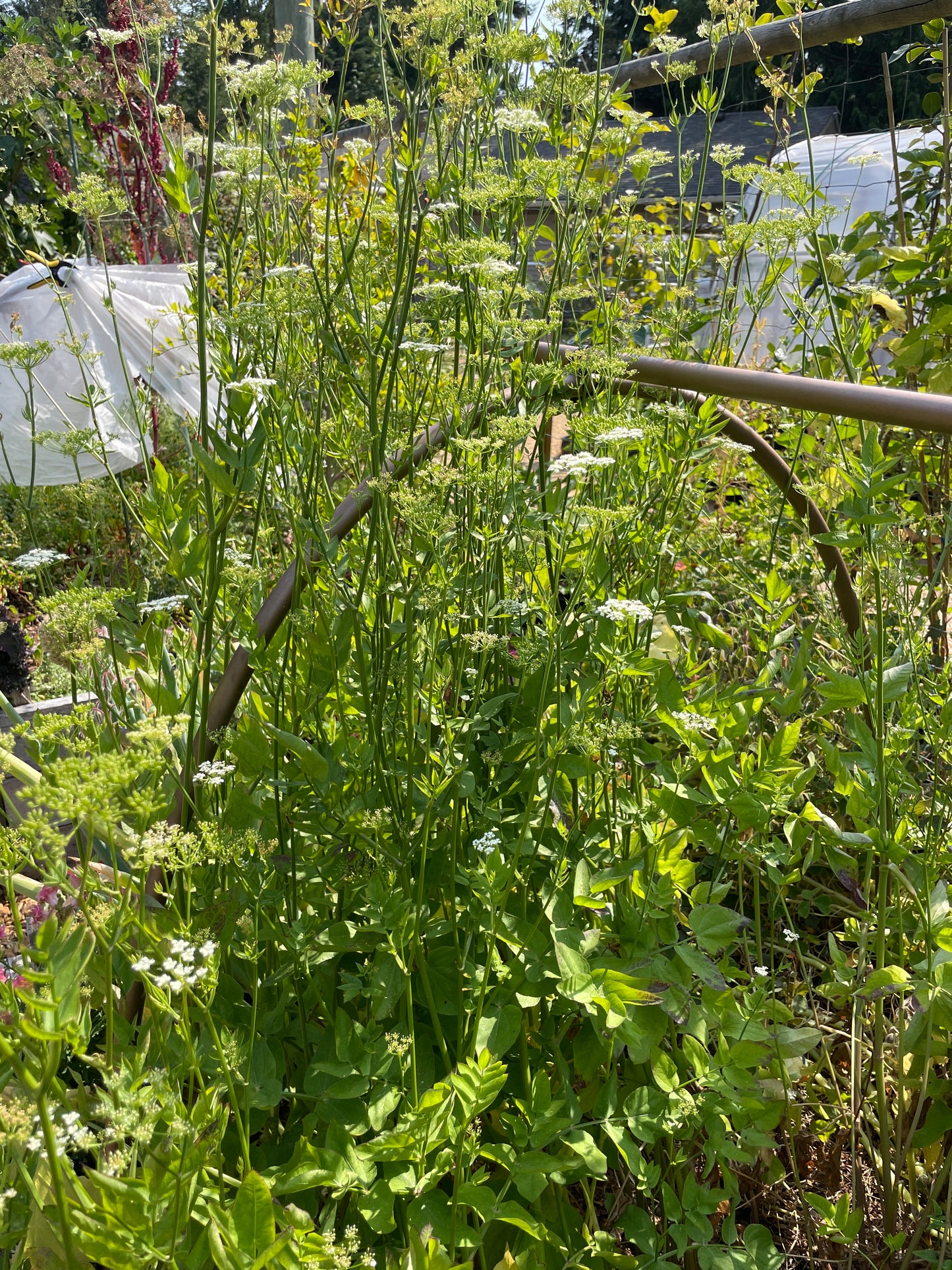 Skirret