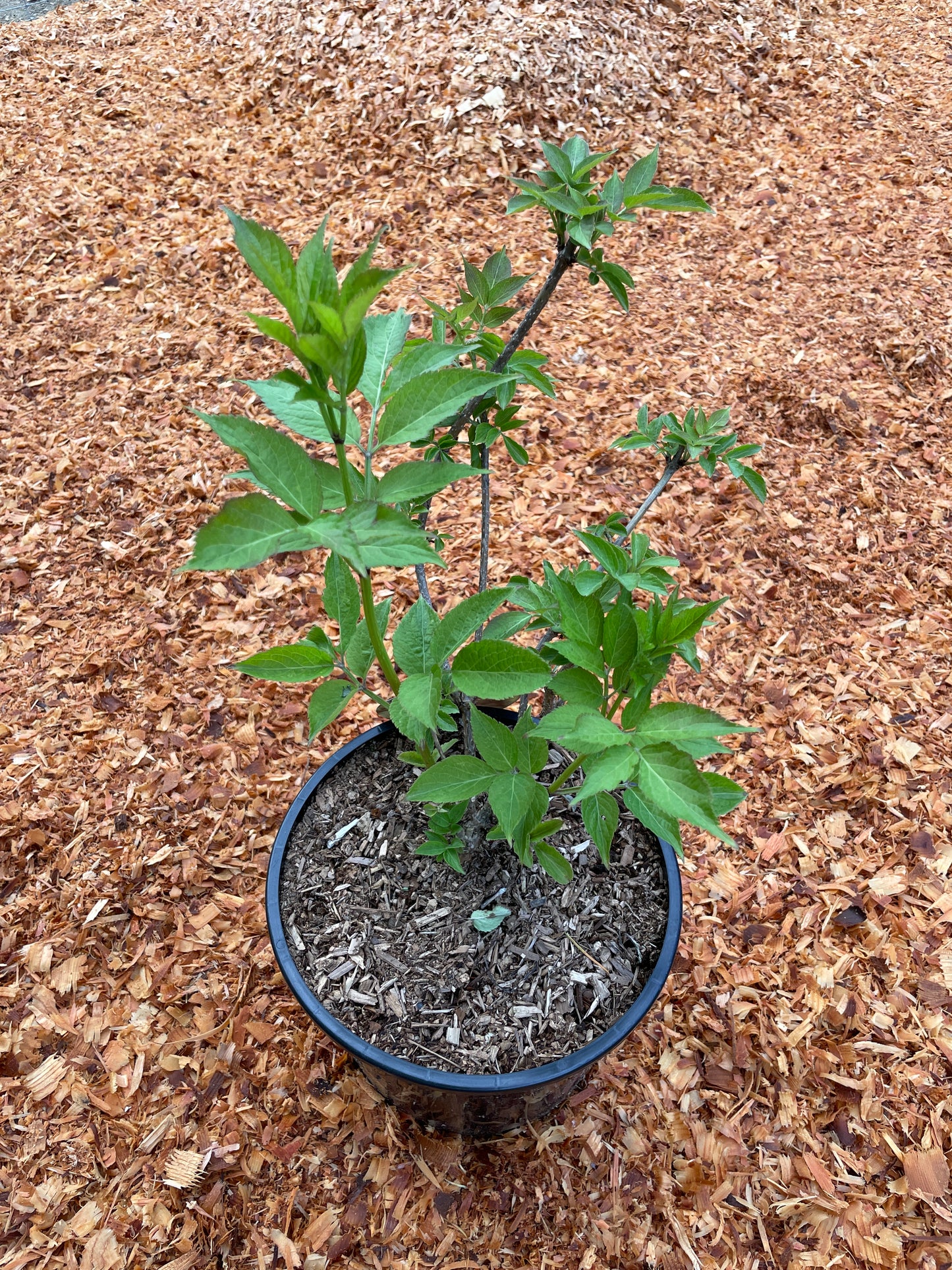 'Korsor' Elderberry Plants