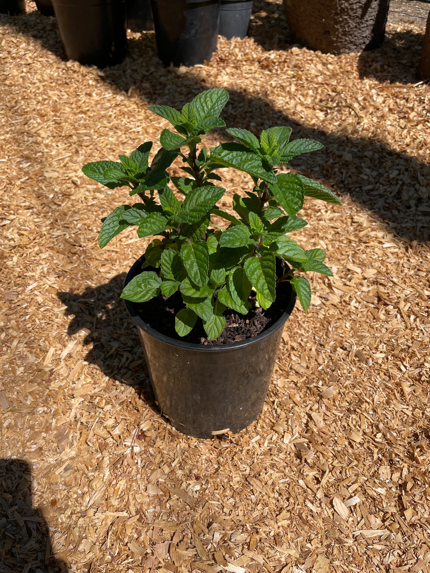 Blackcurrant Mint Plants