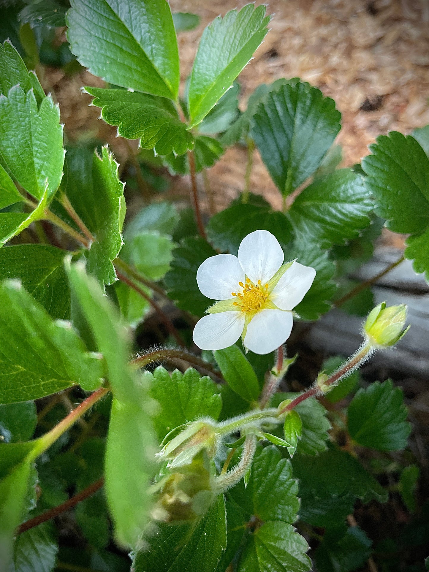 Wild Coastal Strawberry