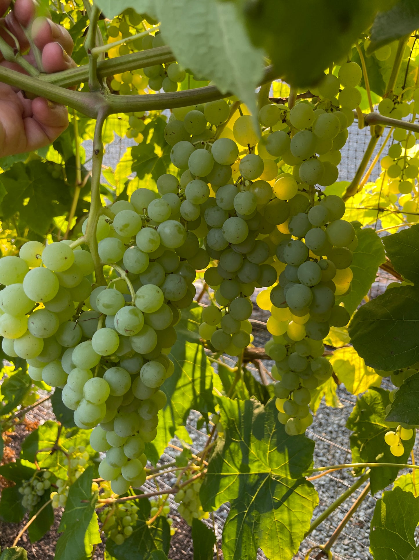 'Himrod' Seedless Table Grape