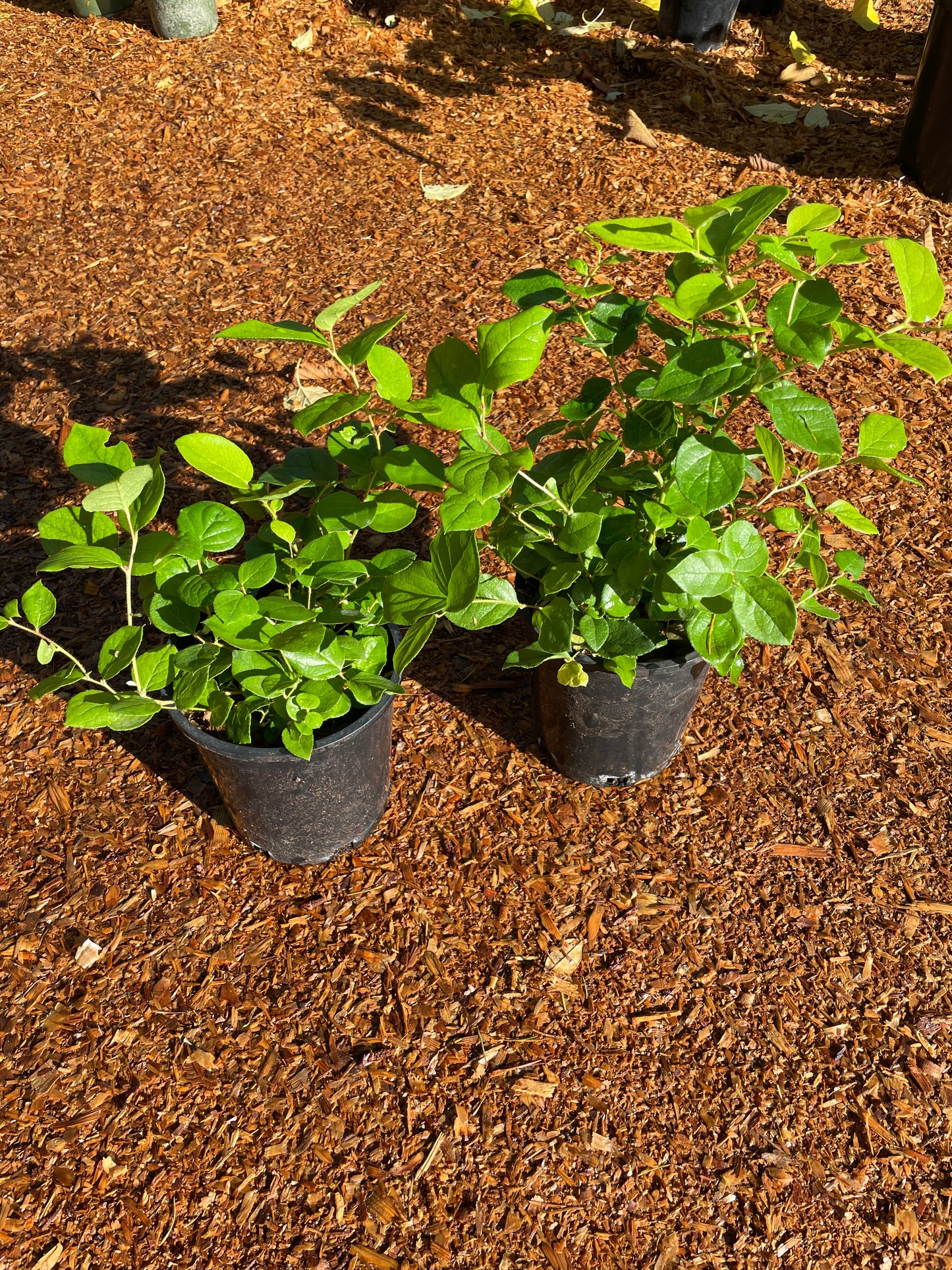 Salal Plants