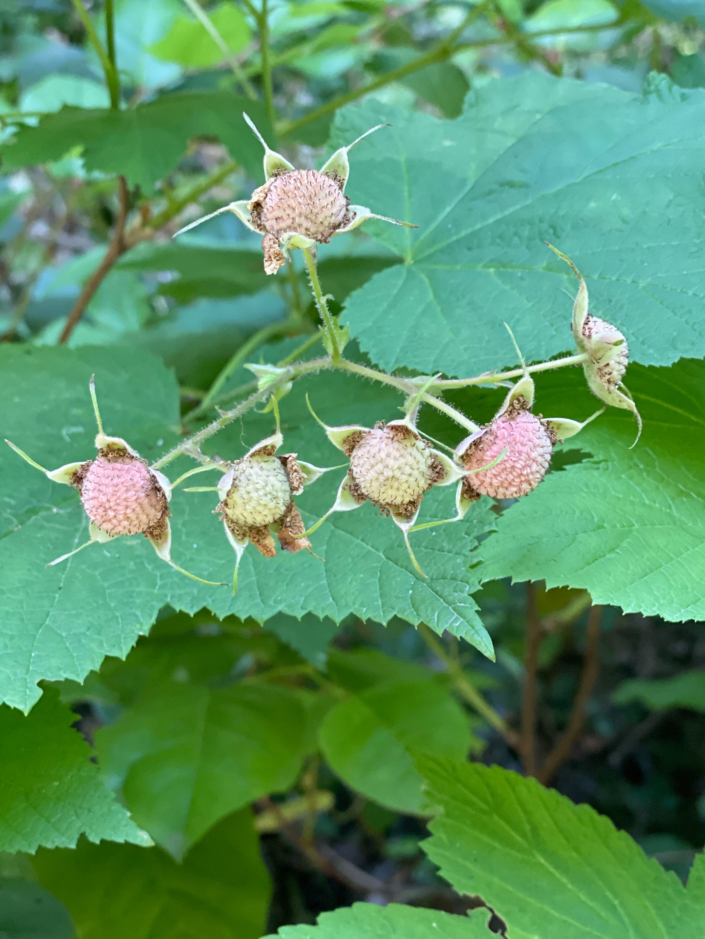 Thimbleberry Plants