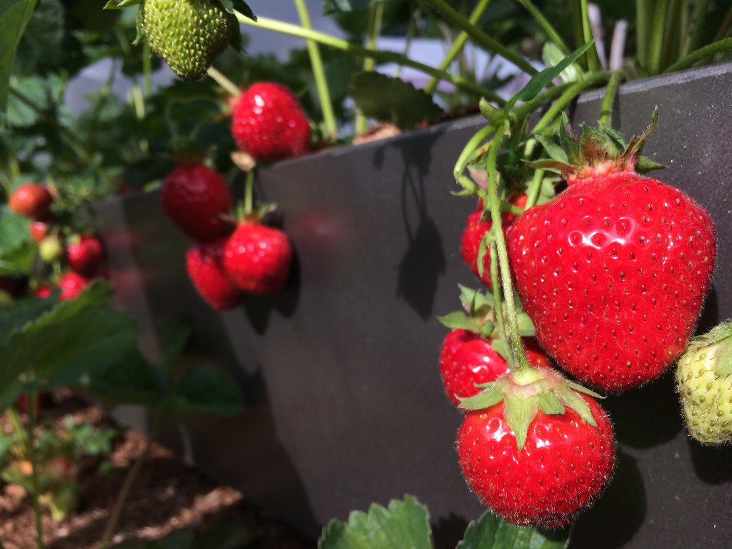 'Allstar' Strawberry Plants