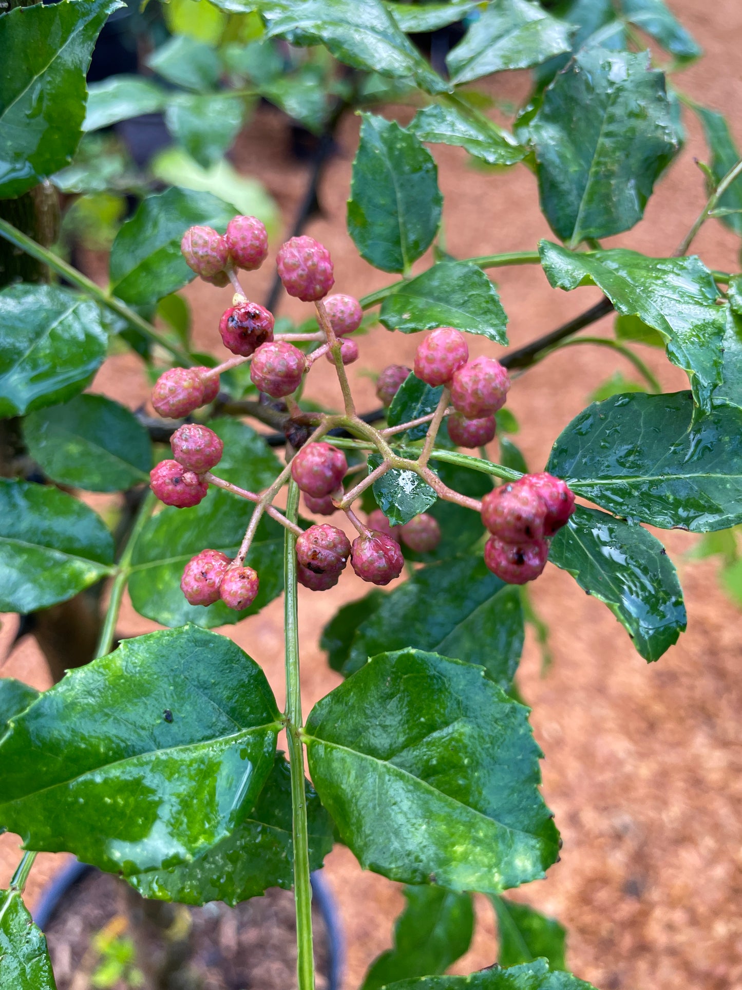 Sichuan (Szechwan) Pepper Trees