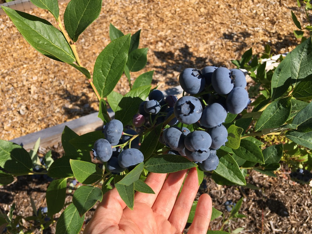 'Bluecrop' Blueberry Plants