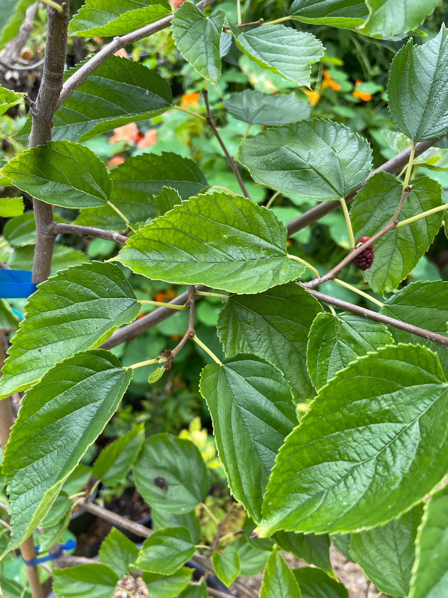 'Illinois Everbearing' Mulberry Trees