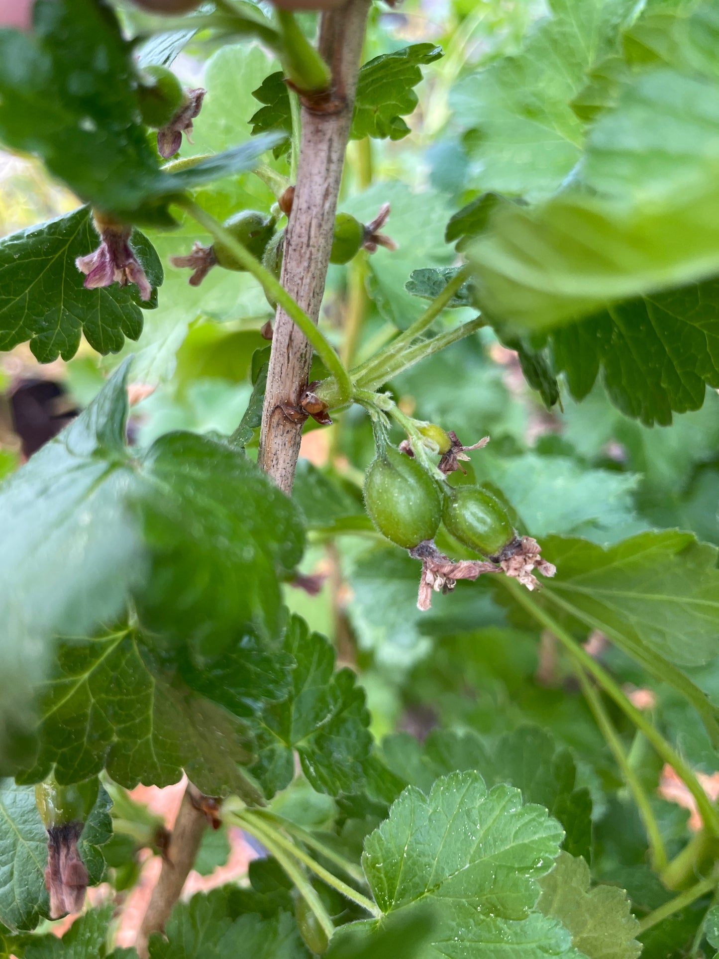 Jostaberry Plants