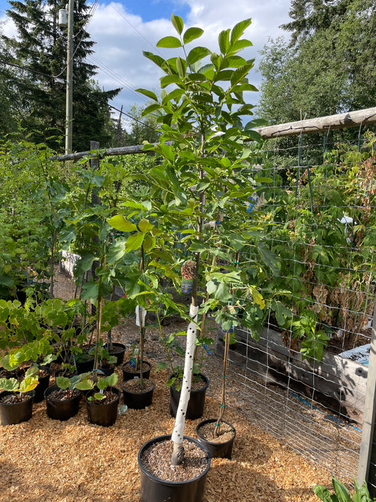 English Walnut Trees