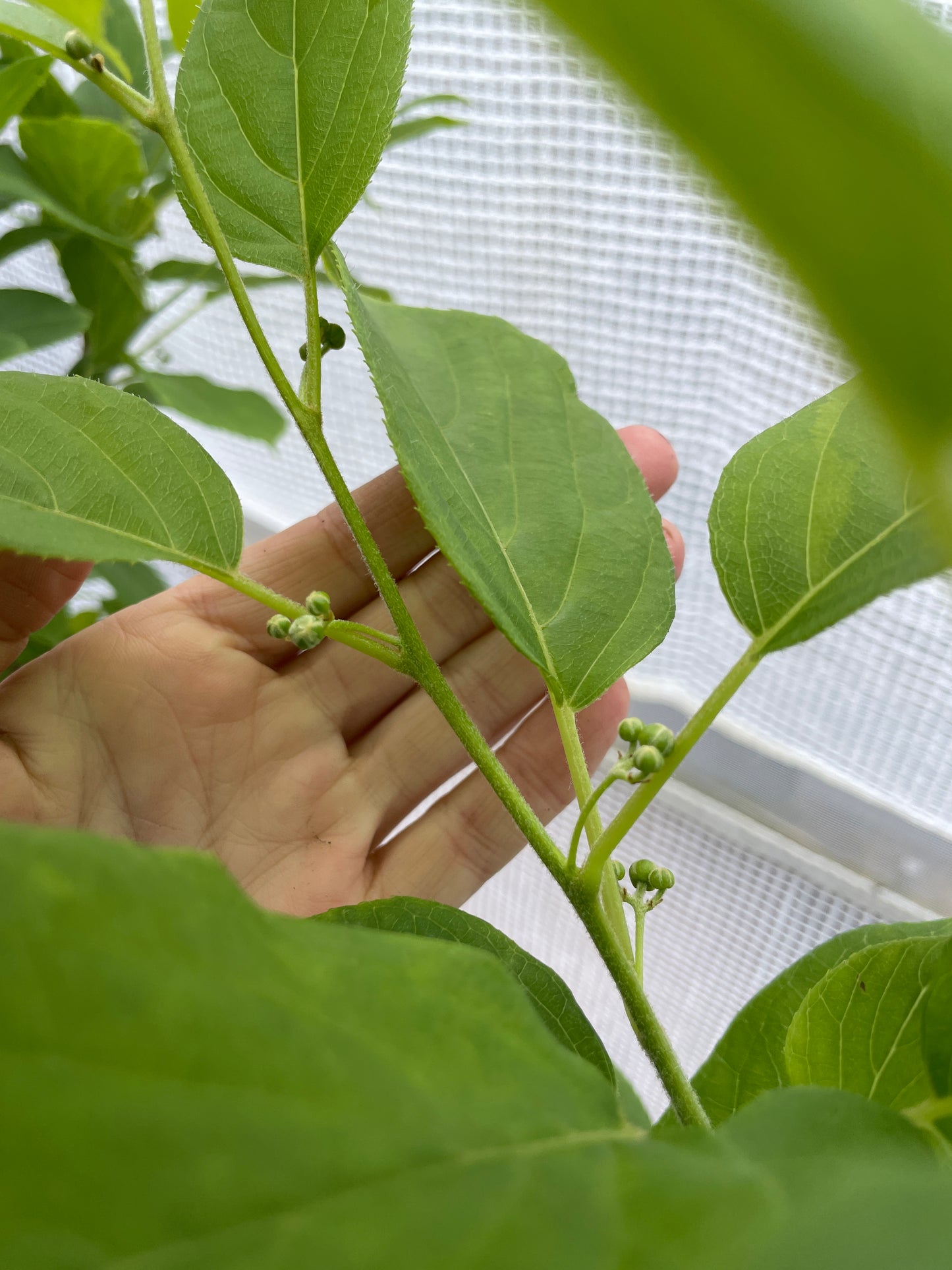 'Issai' Hardy Kiwi Vines