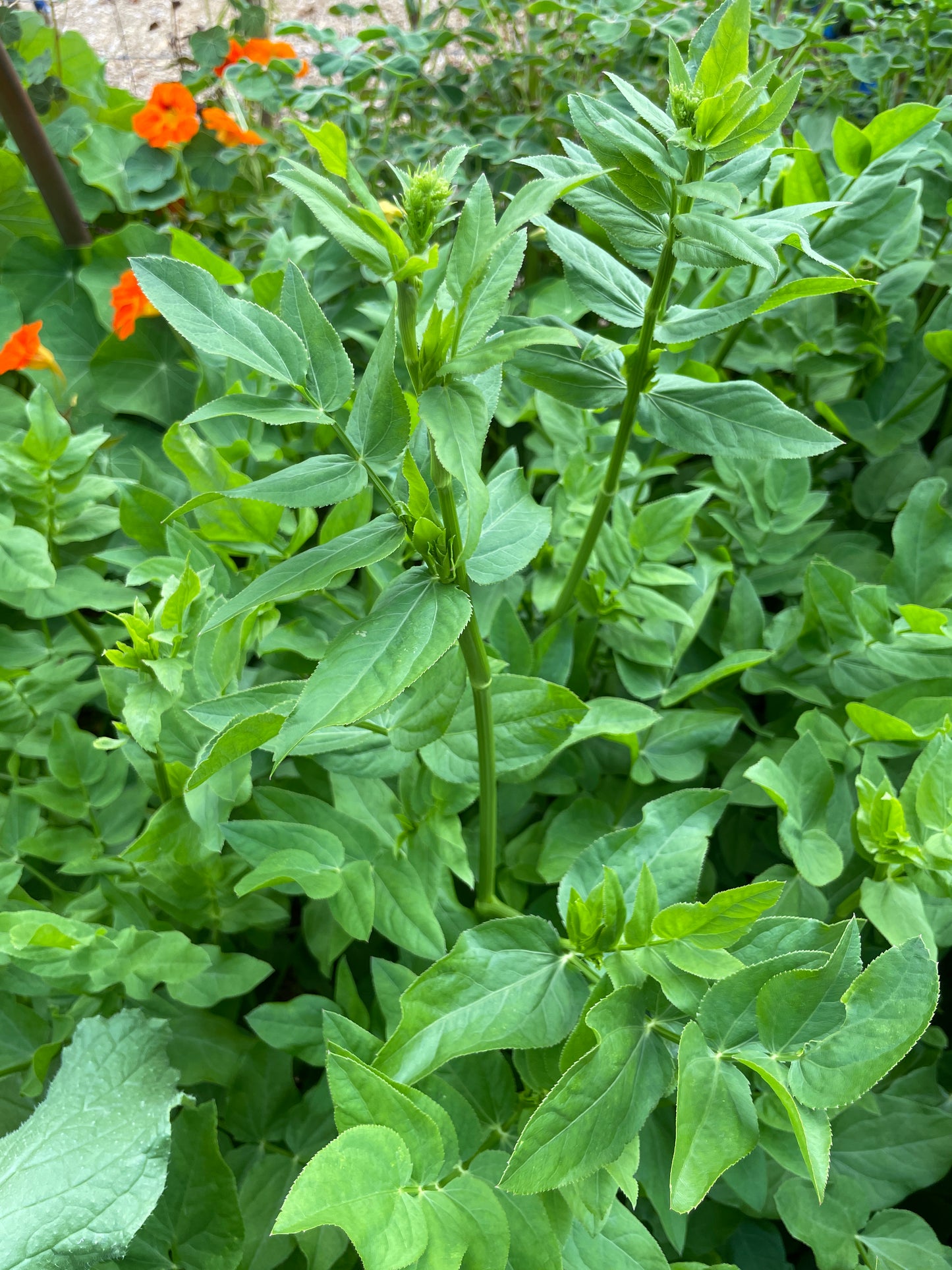 Skirret