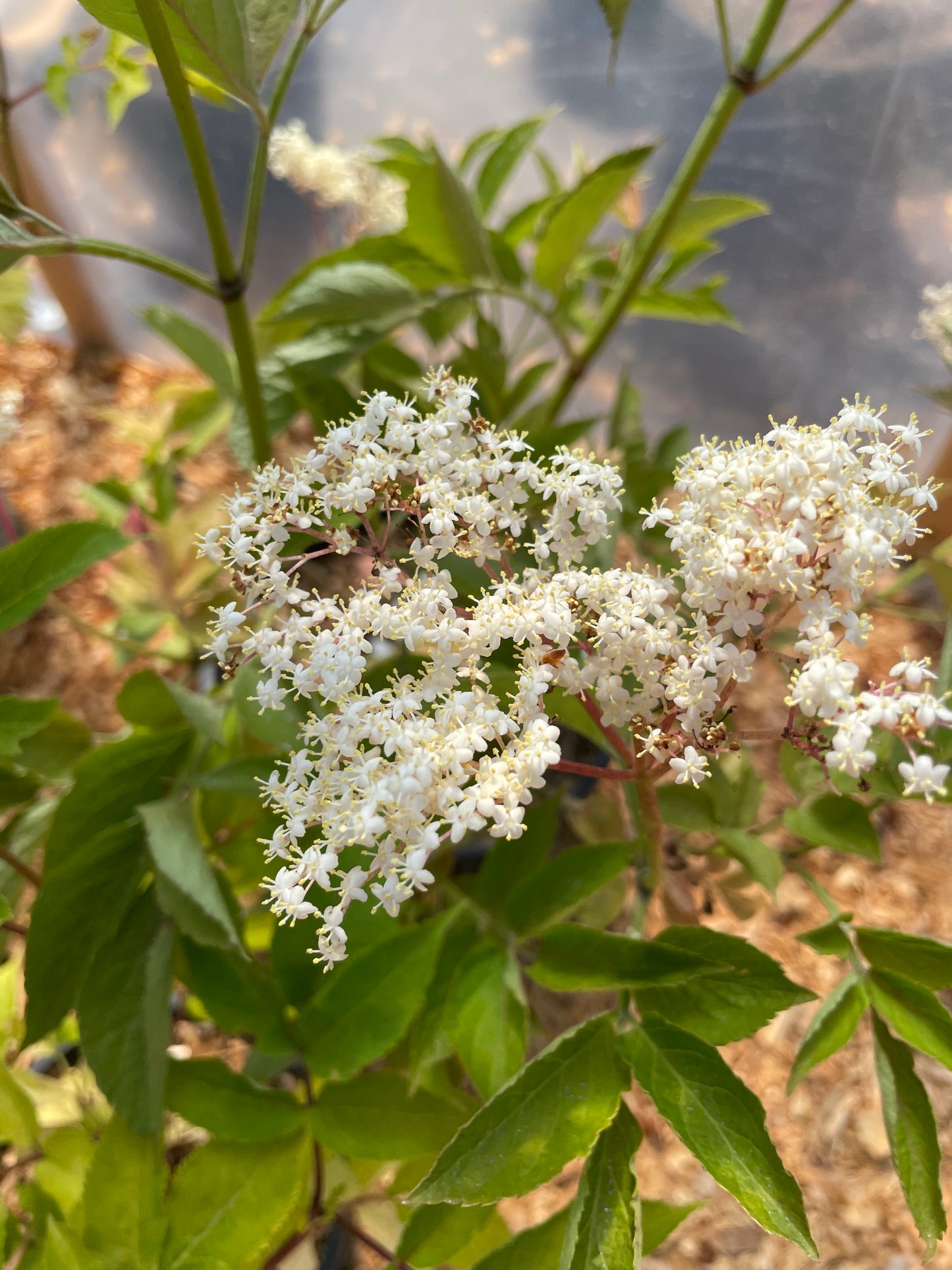 'Korsor' Elderberry Plants