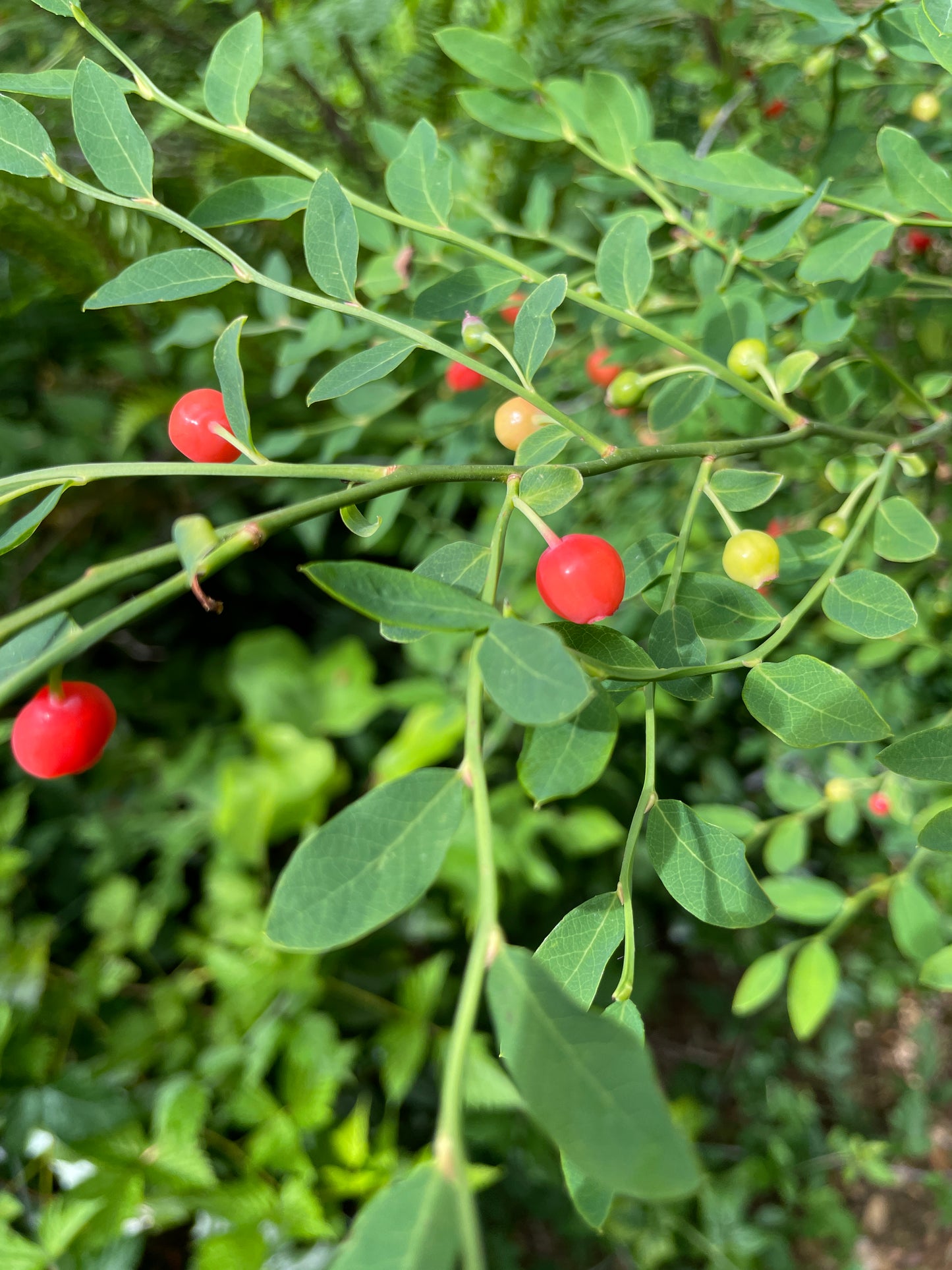 Red Huckleberry Plants