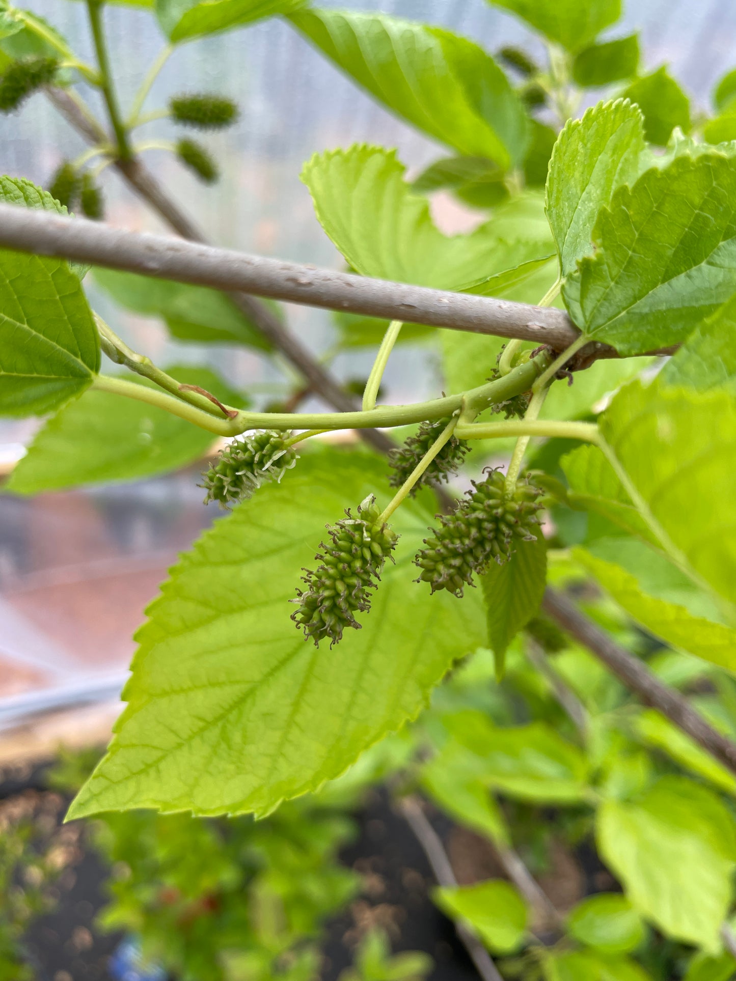 'Illinois Everbearing' Mulberry Trees