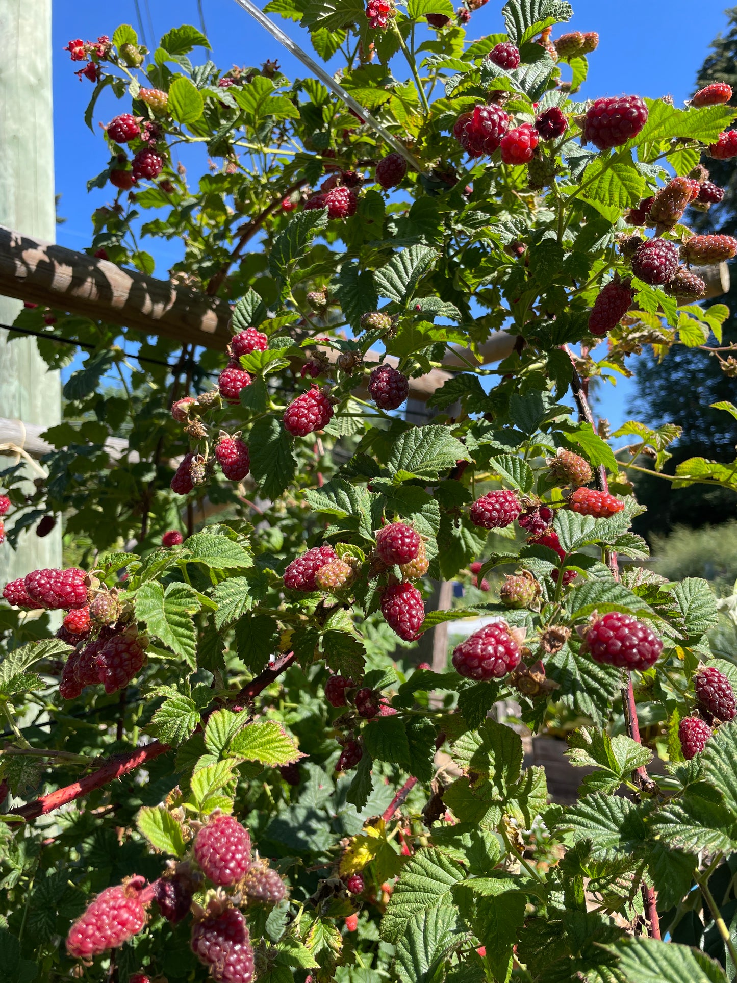 Tayberry Plants