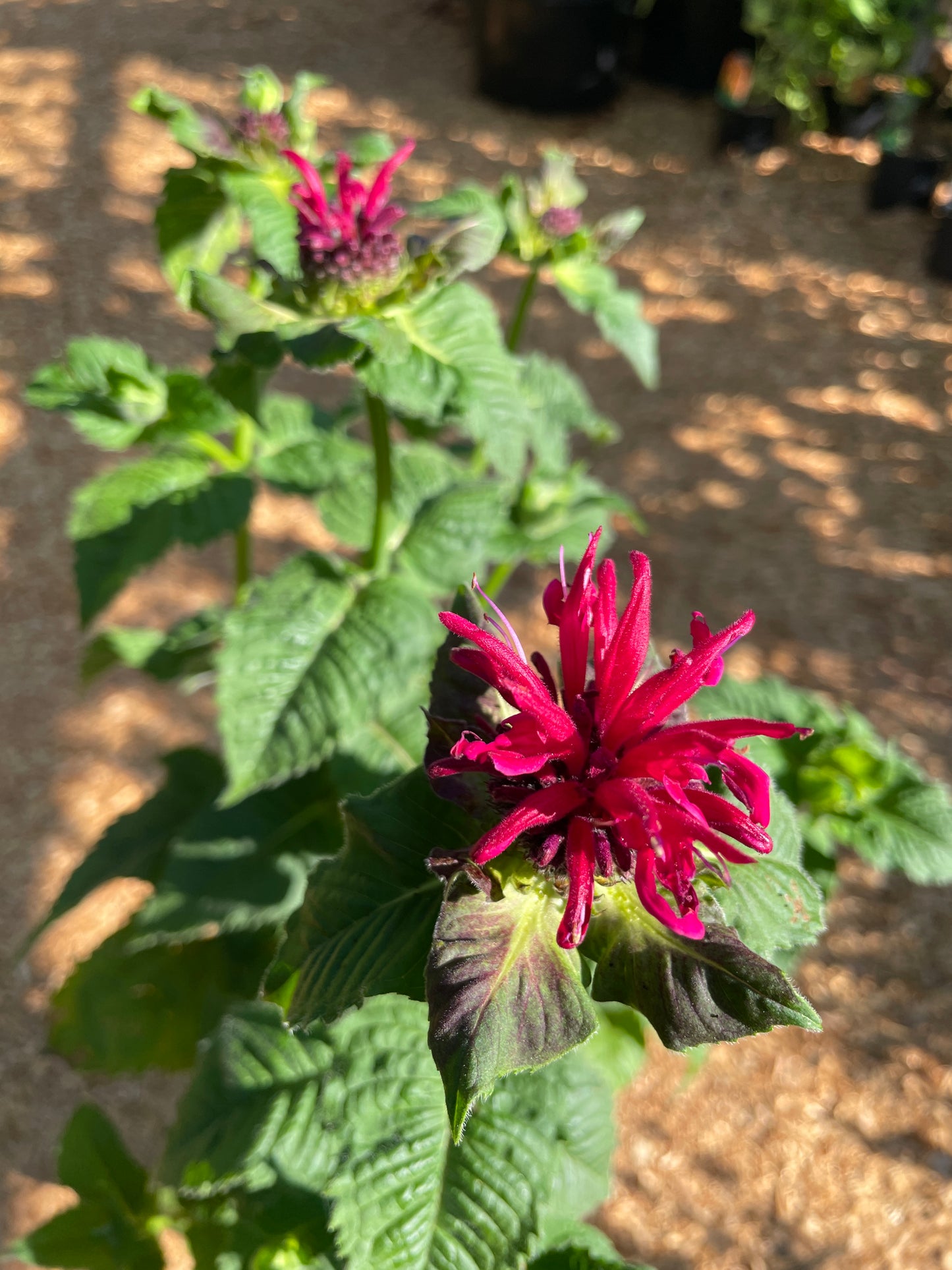 'Fireball' Bee Balm Plants