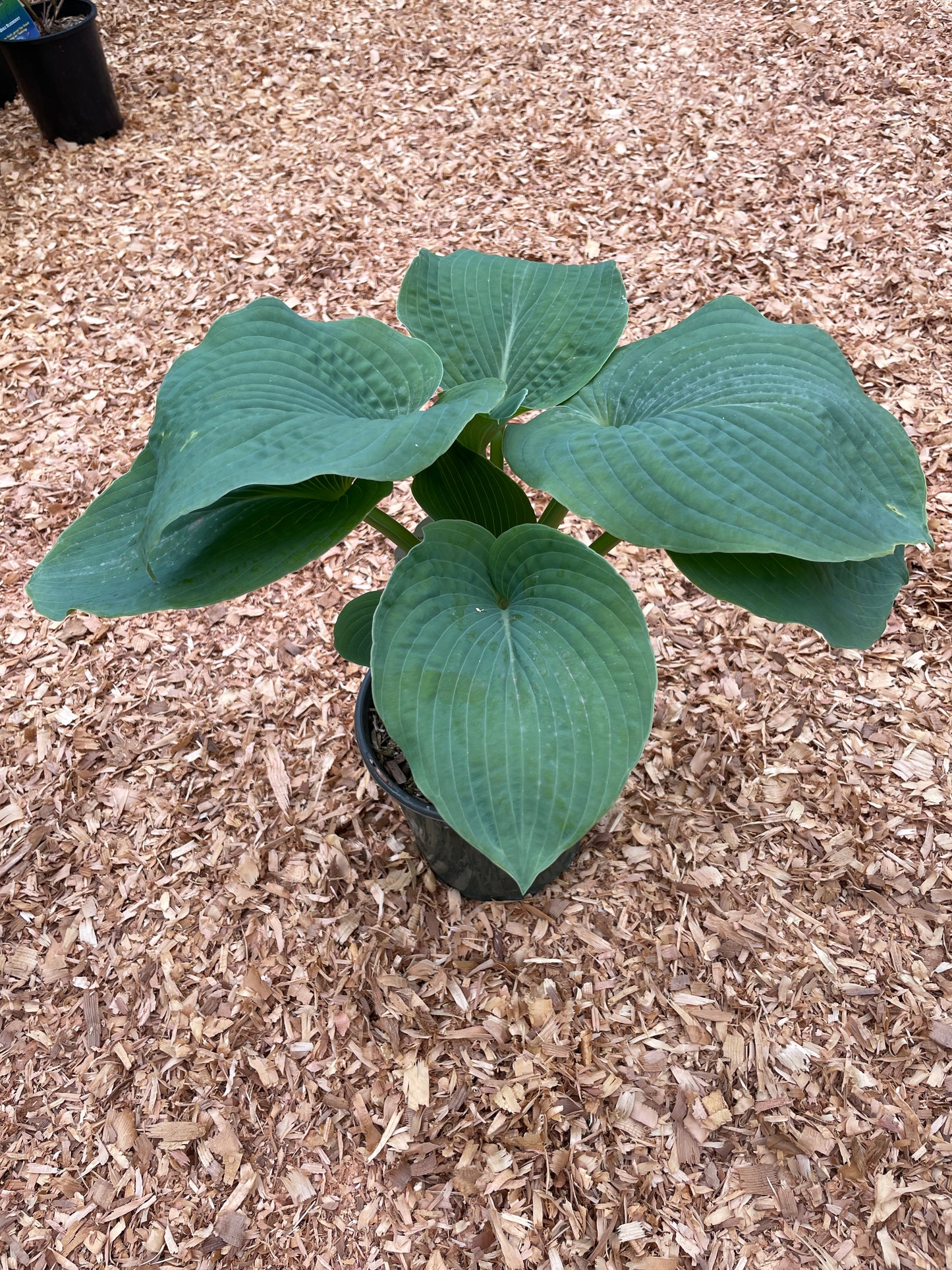 Hosta Plants