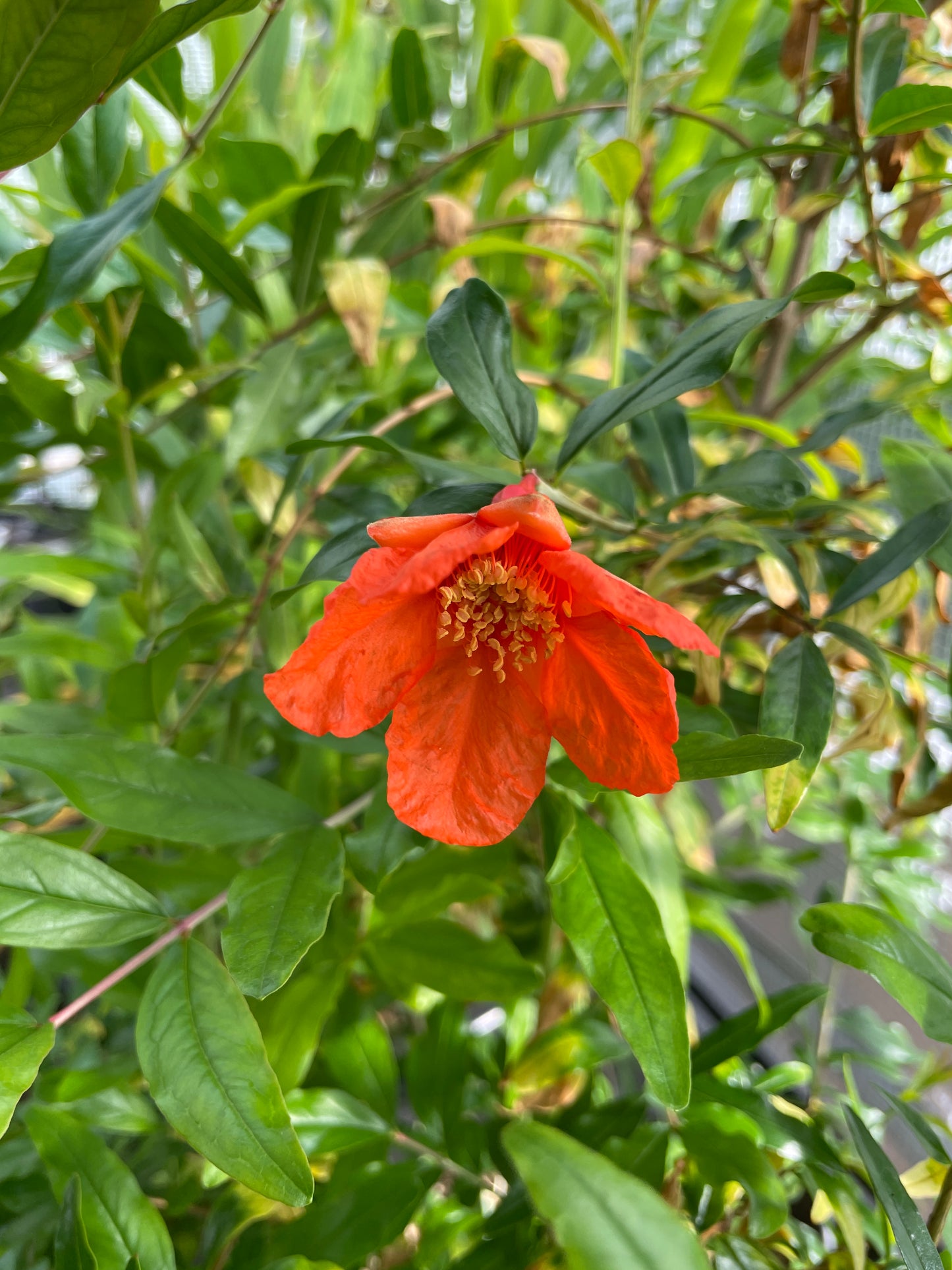 Pomegranate Plants