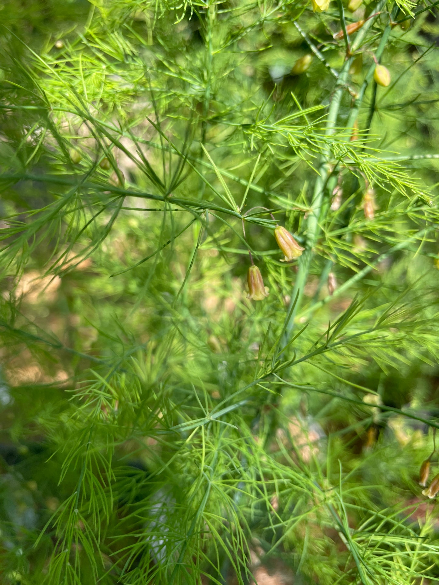 'Sweet Purple' Asparagus Plants