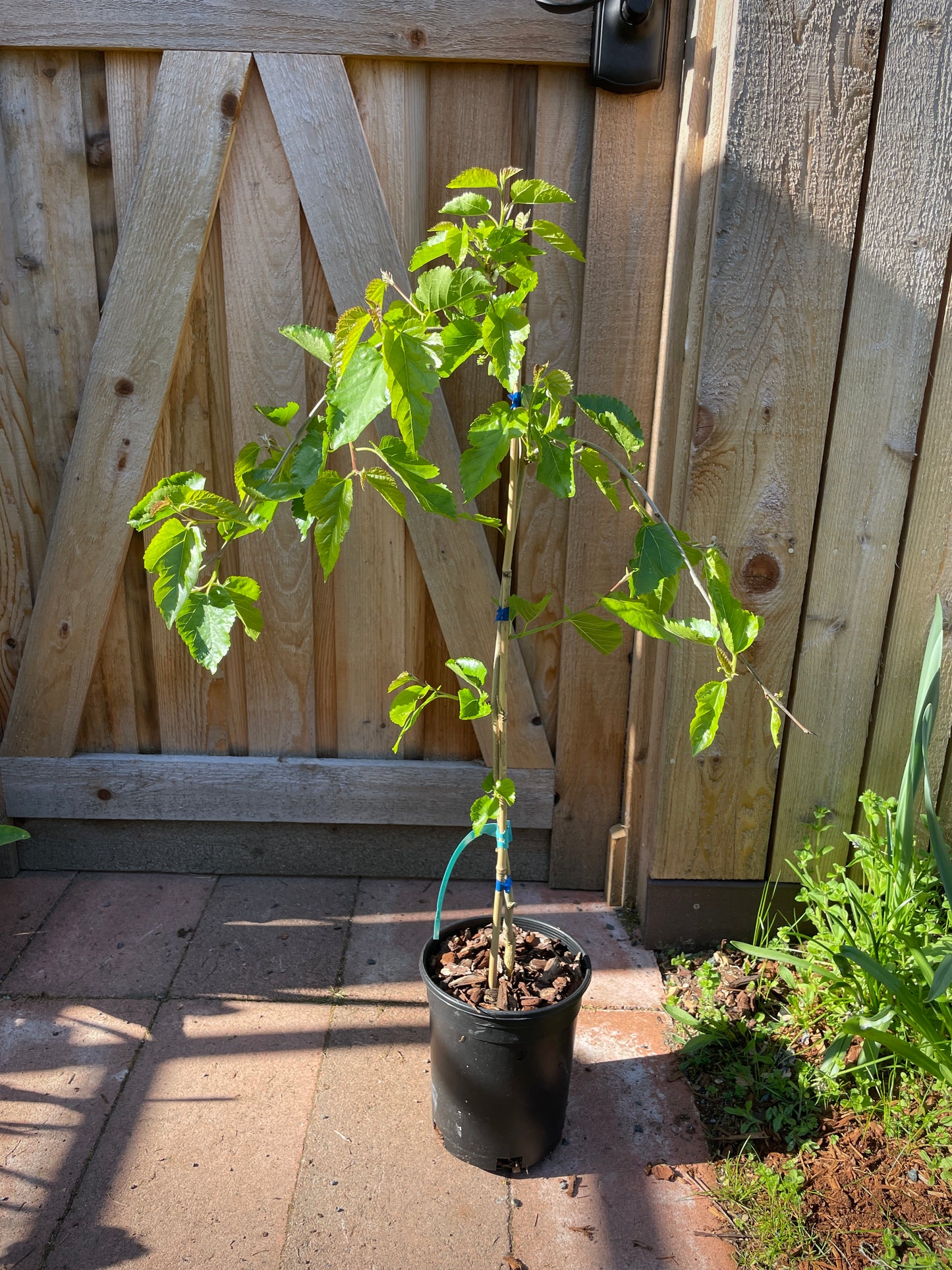 'Pendula' Weeping Mulberry