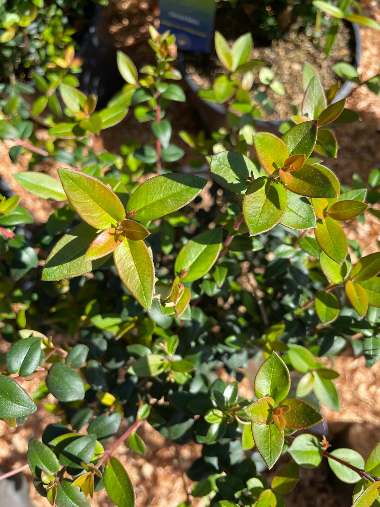 Chilean Guava Plants