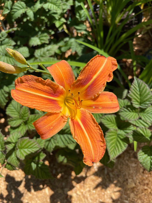 Daylily Plants