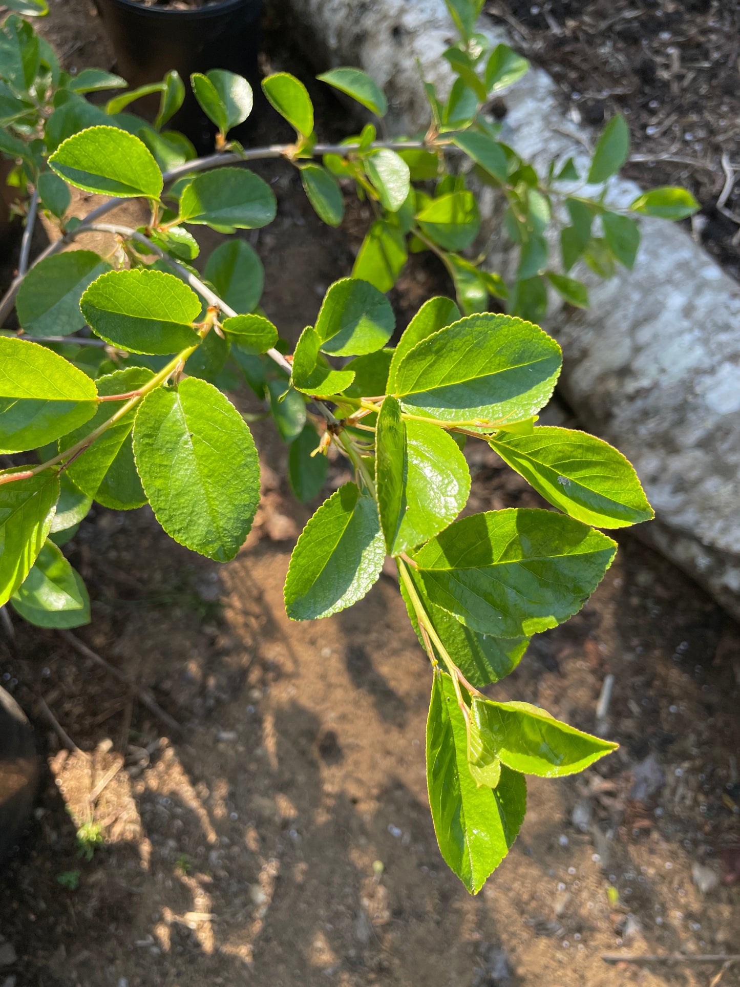 Dwarf Hardy Cherry Shrubs