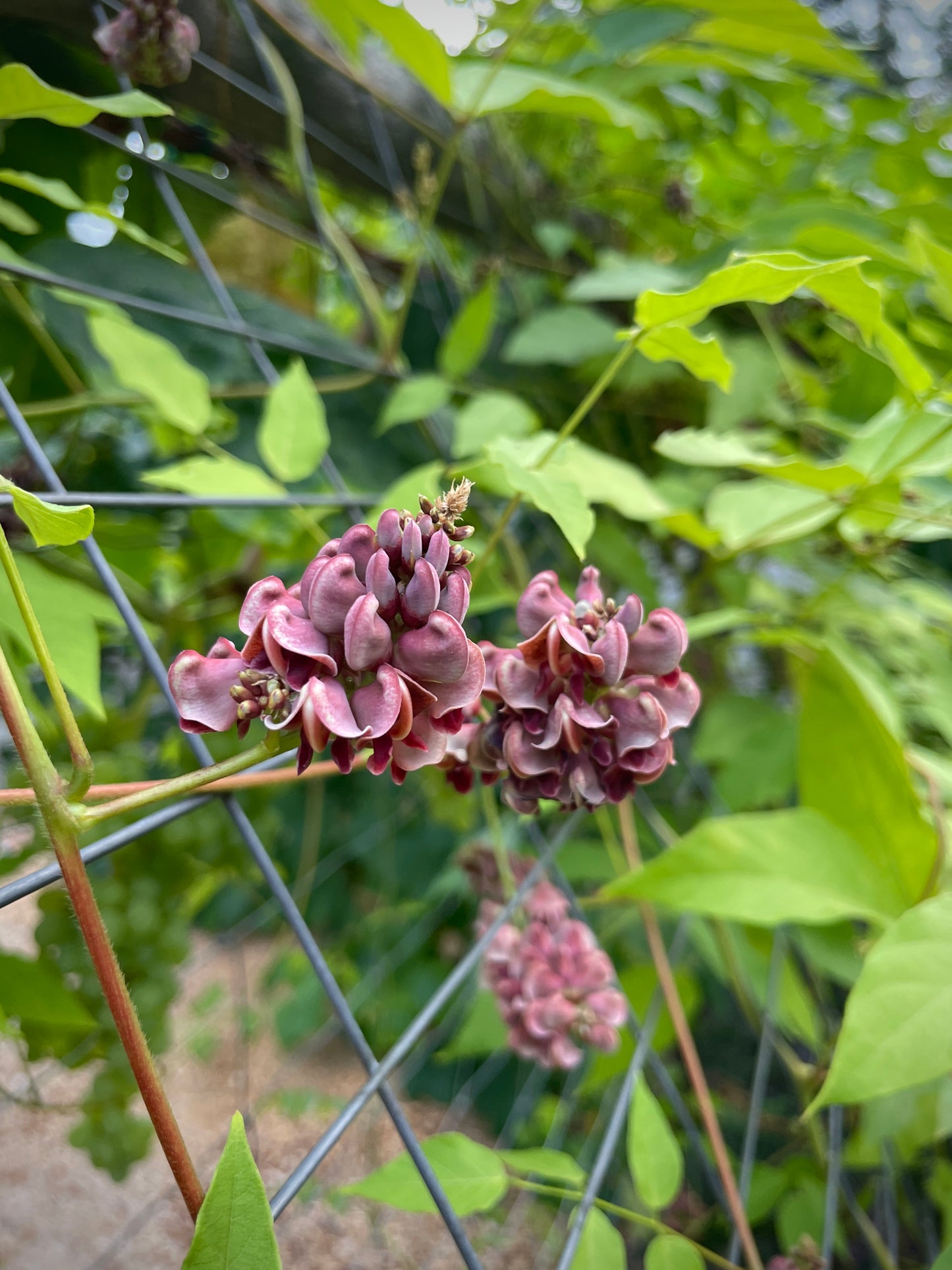 Groundnut