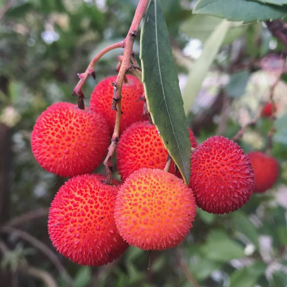 Strawberry Trees