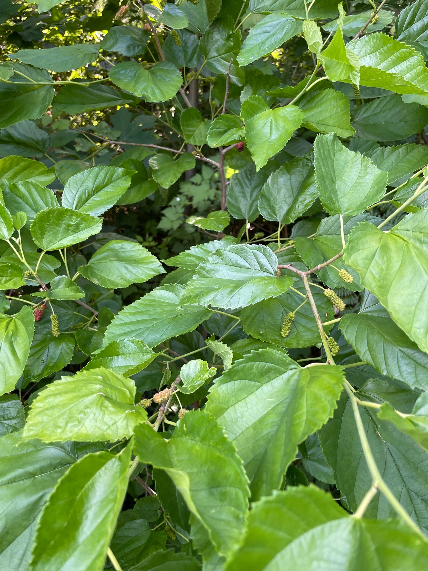 'Illinois Everbearing' Mulberry