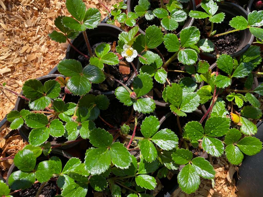 Coastal Strawberry Plants